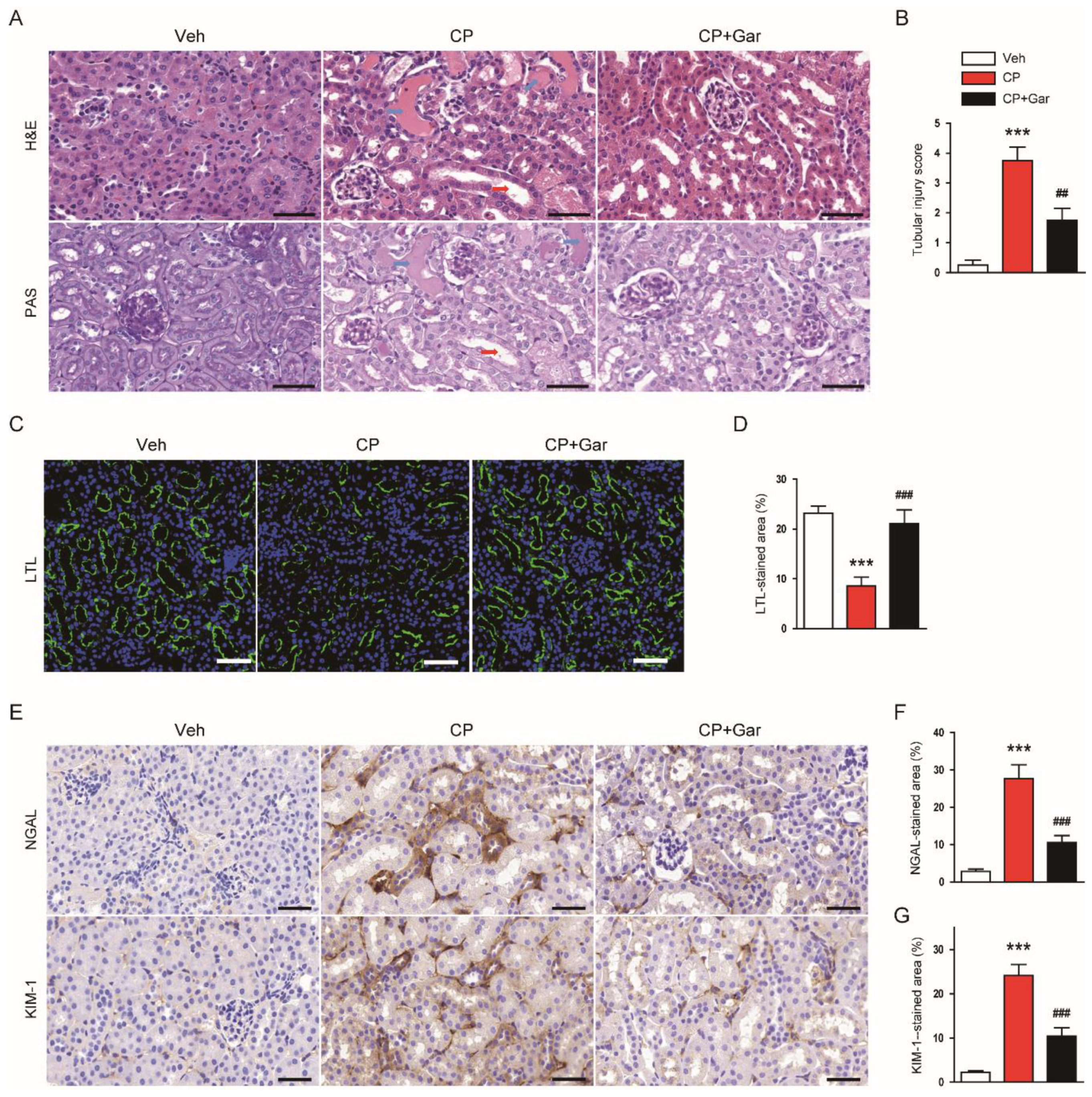 Antioxidants 09 01271 g002 Antioxidants 09 01271 g002