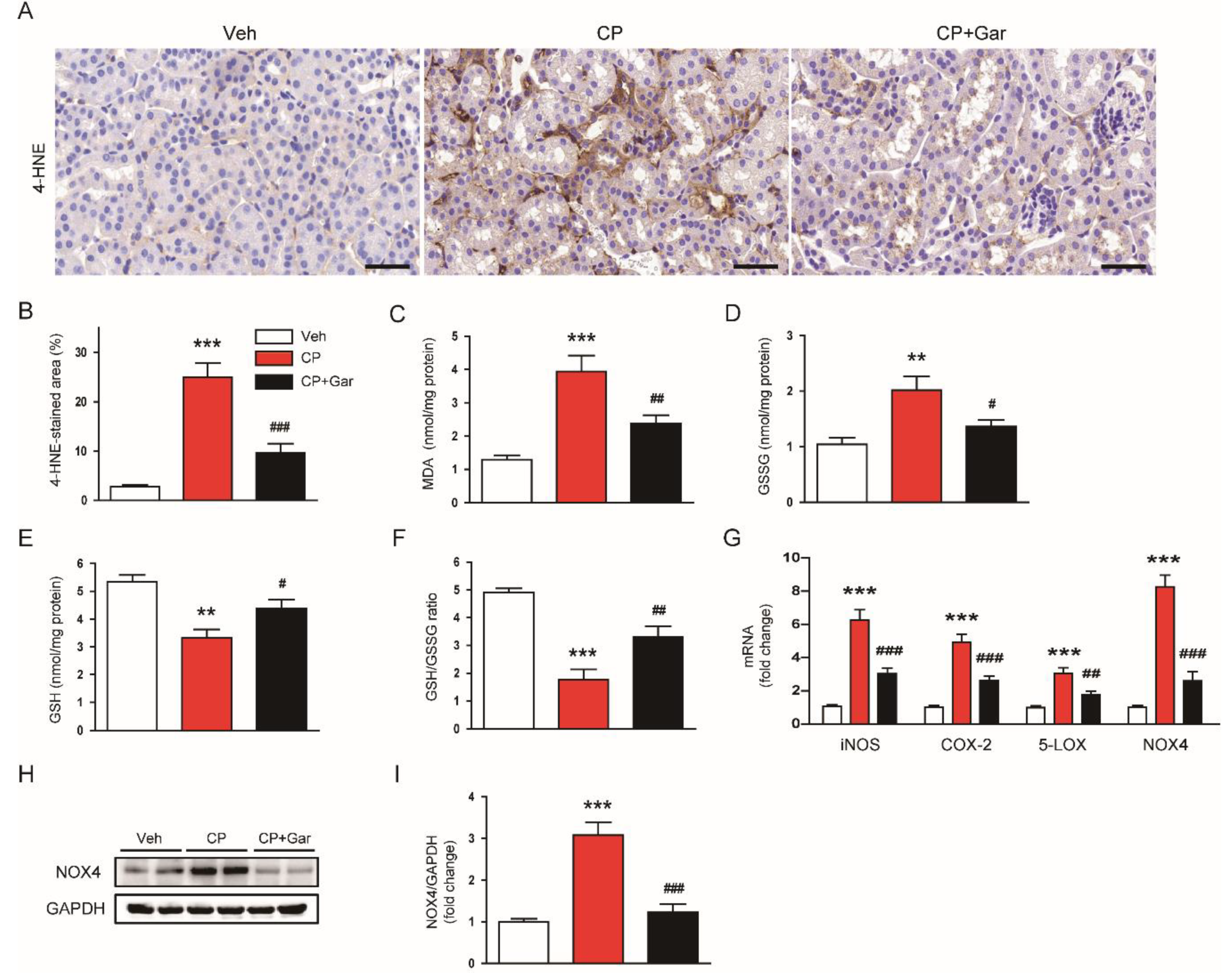 Antioxidants 09 01271 g003 Antioxidants 09 01271 g003