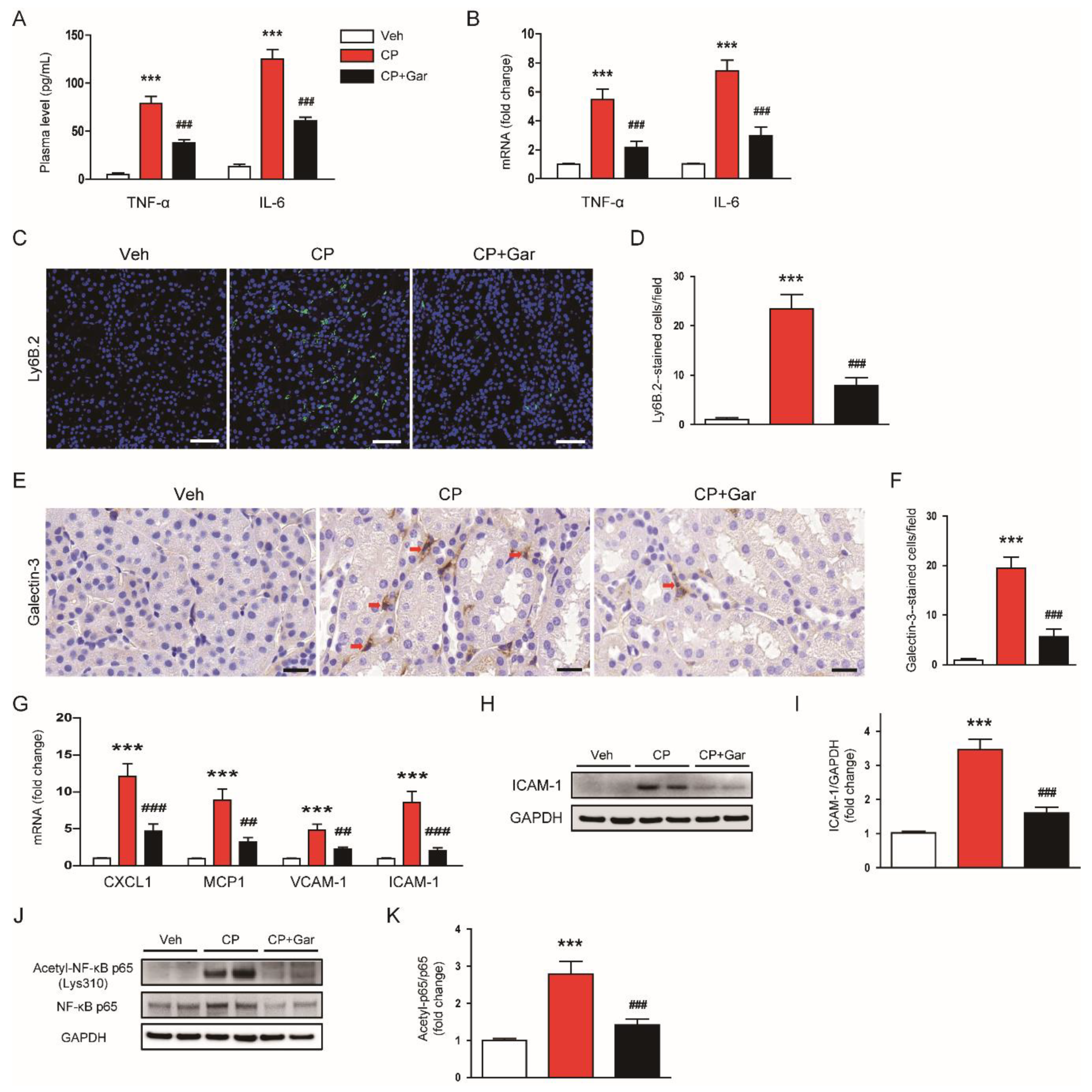 Antioxidants 09 01271 g004 Antioxidants 09 01271 g004