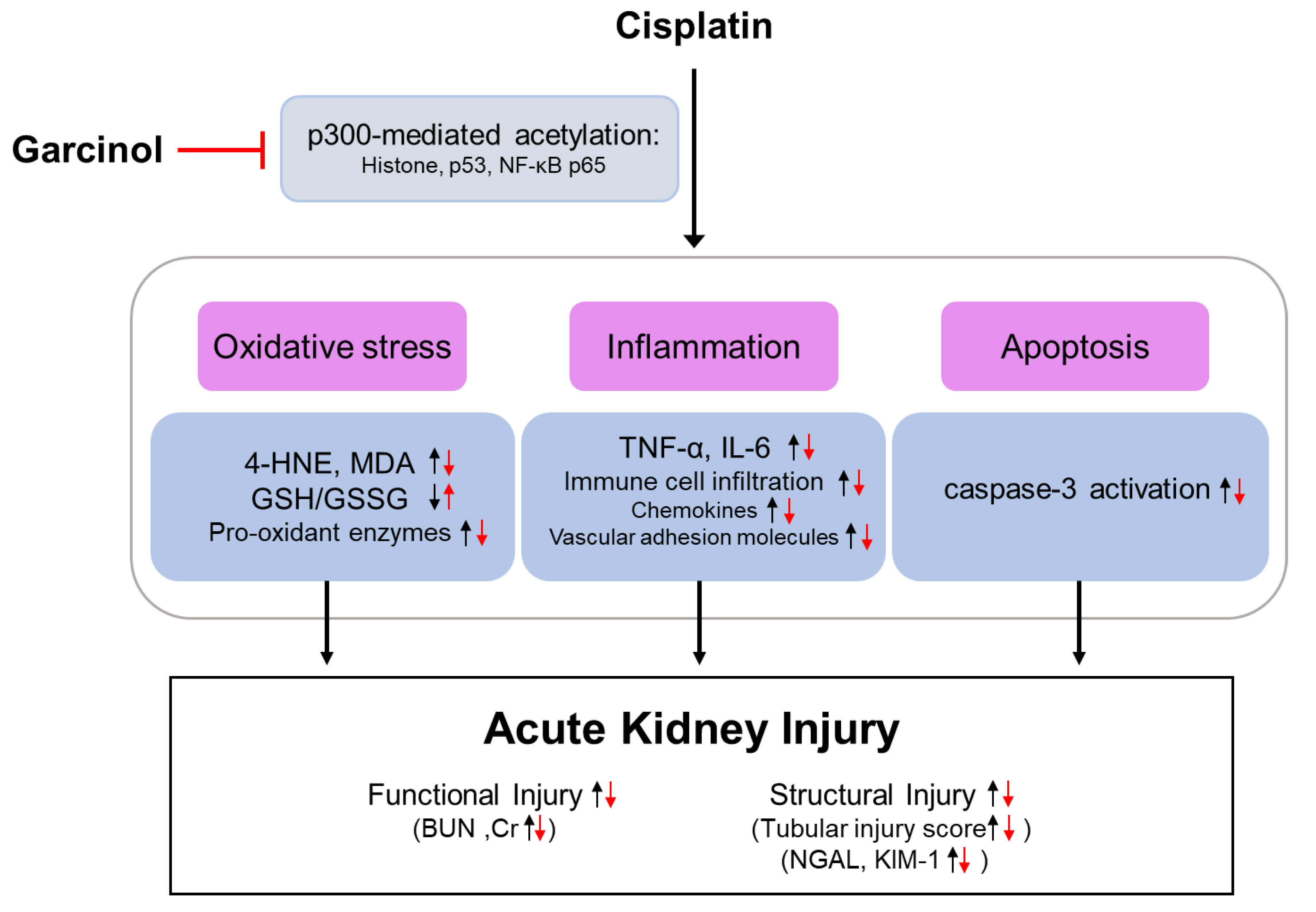 Antioxidants 09 01271 g006 Antioxidants 09 01271 g006
