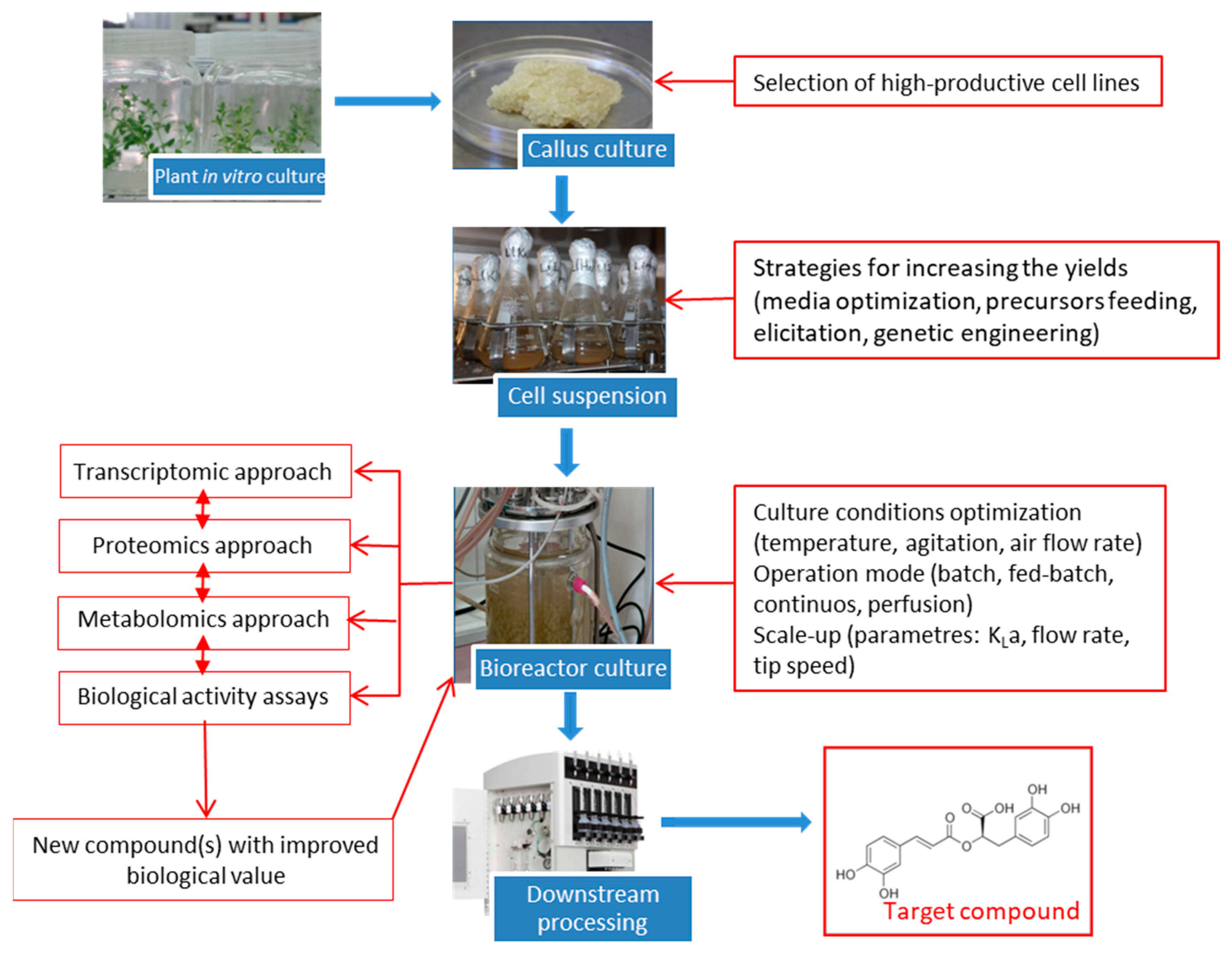 Antioxidants 09 01273 g004 Antioxidants 09 01273 g004