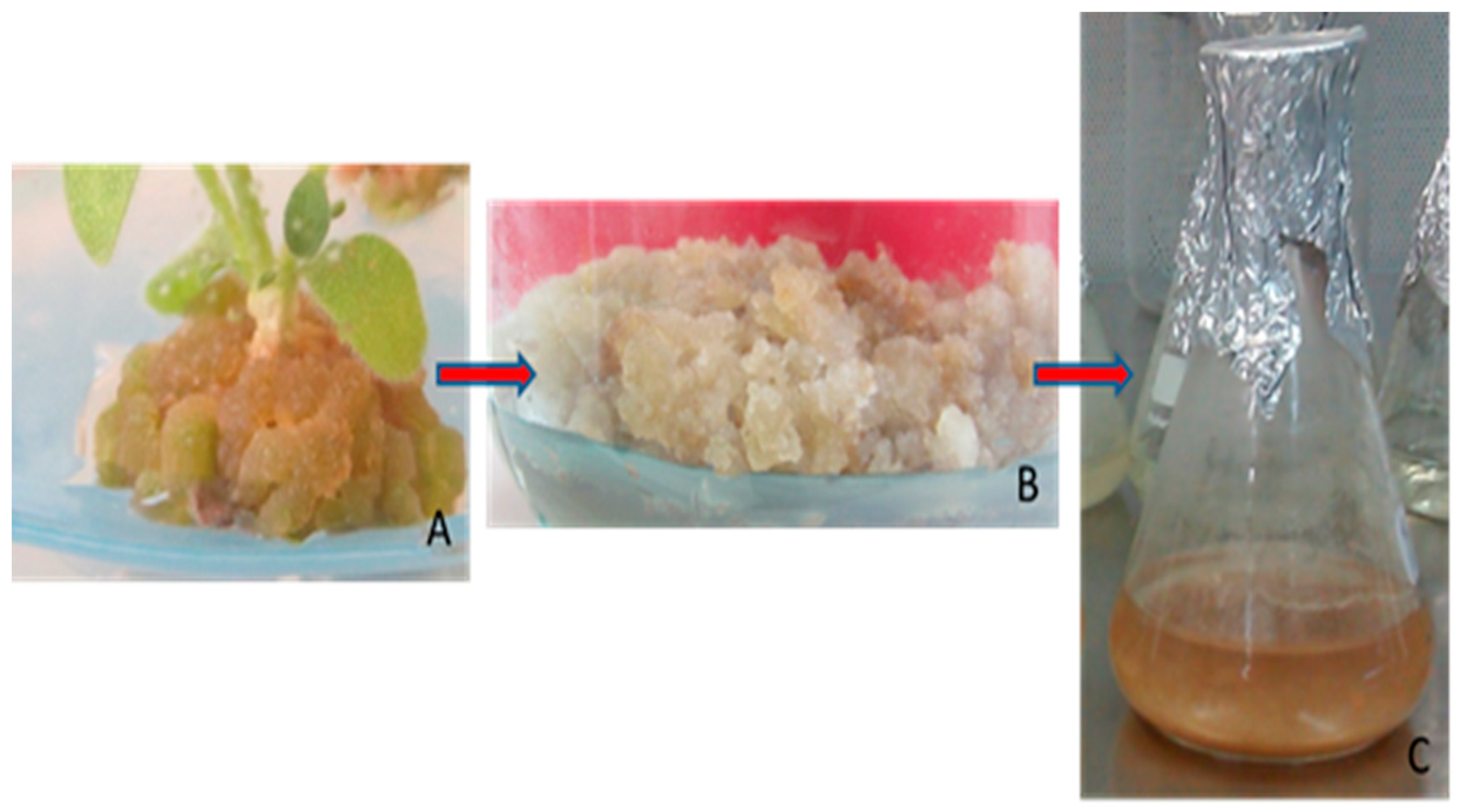 Antioxidants 09 01273 g005 Antioxidants 09 01273 g005