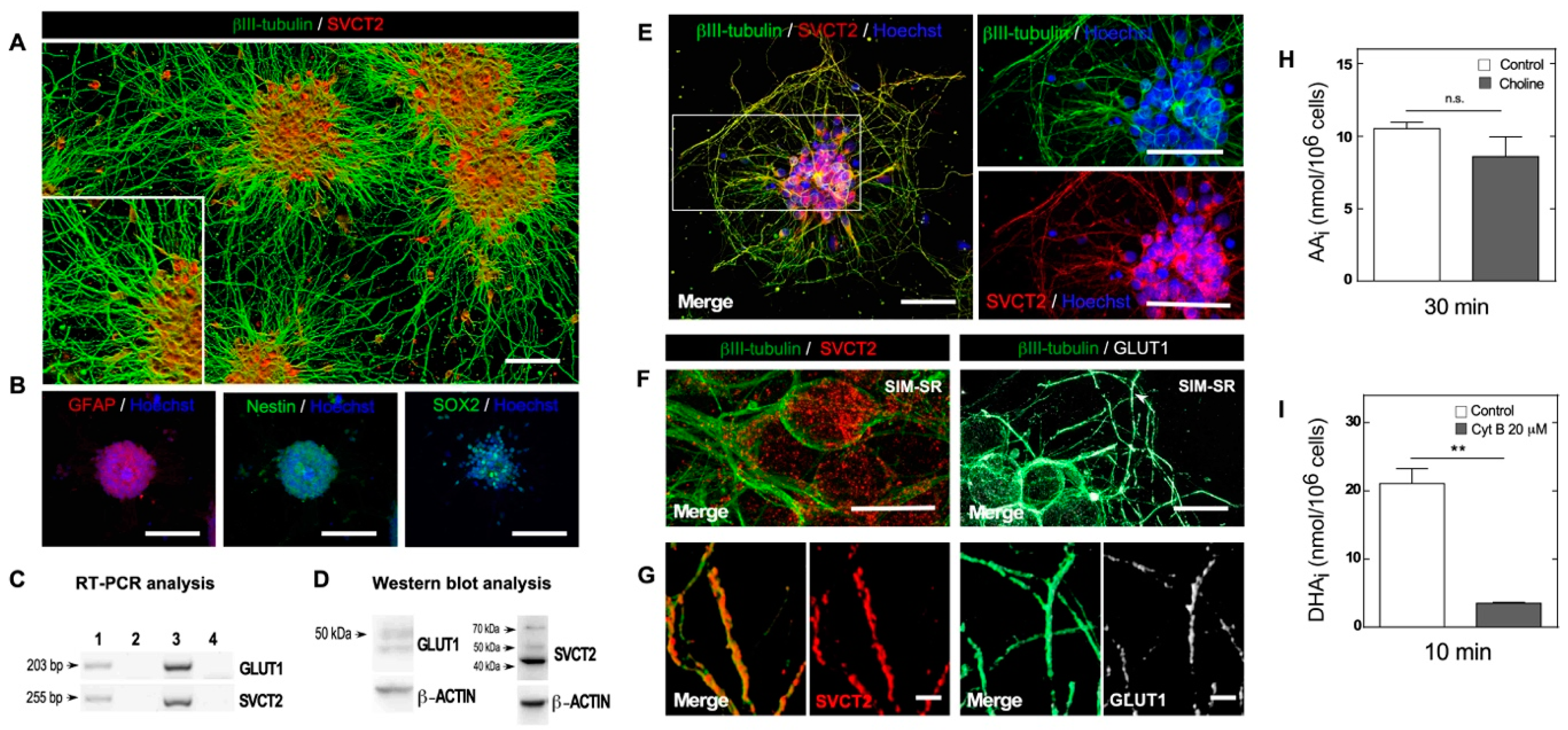 Antioxidants 09 01276 g001