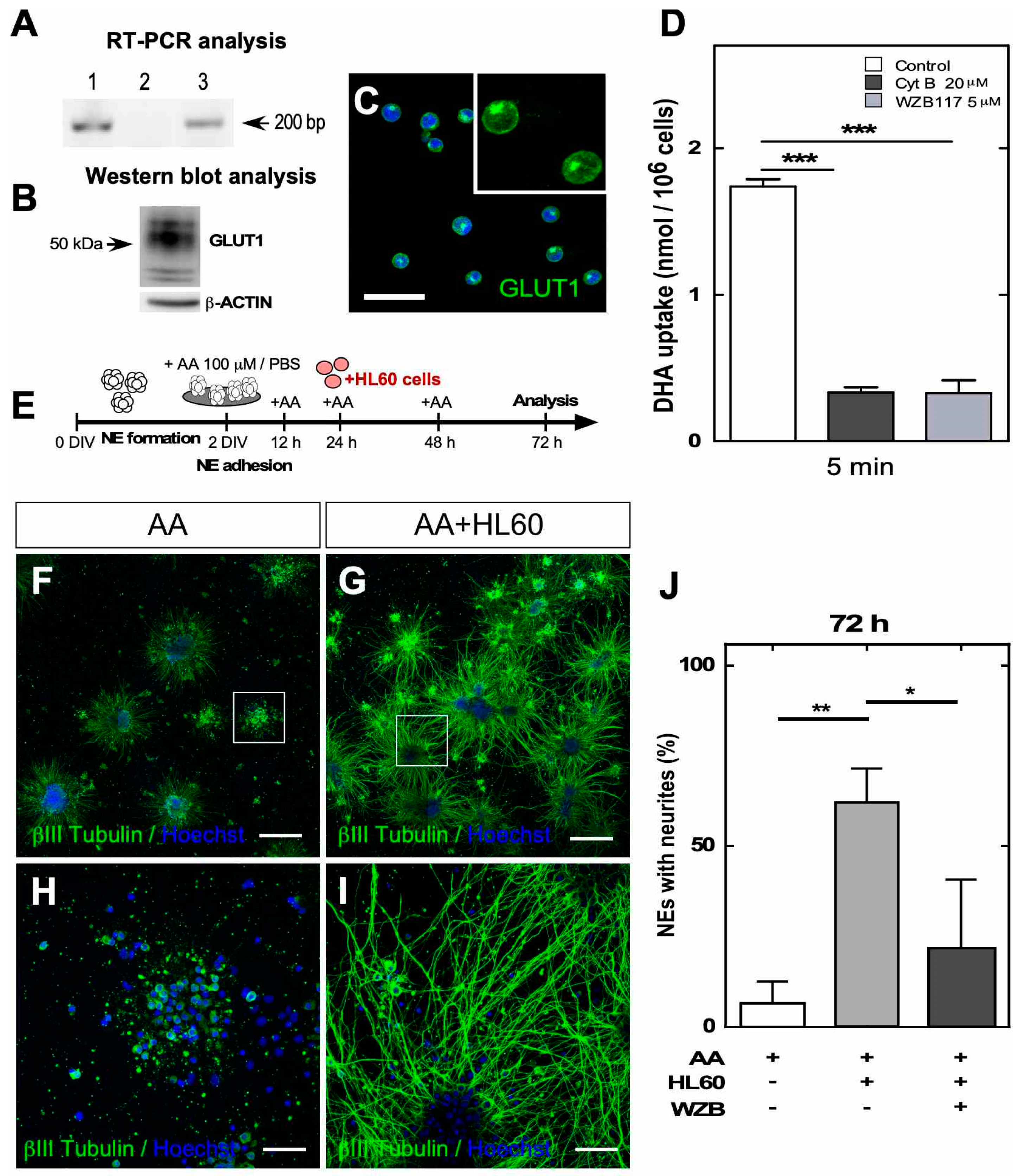 Antioxidants 09 01276 g004