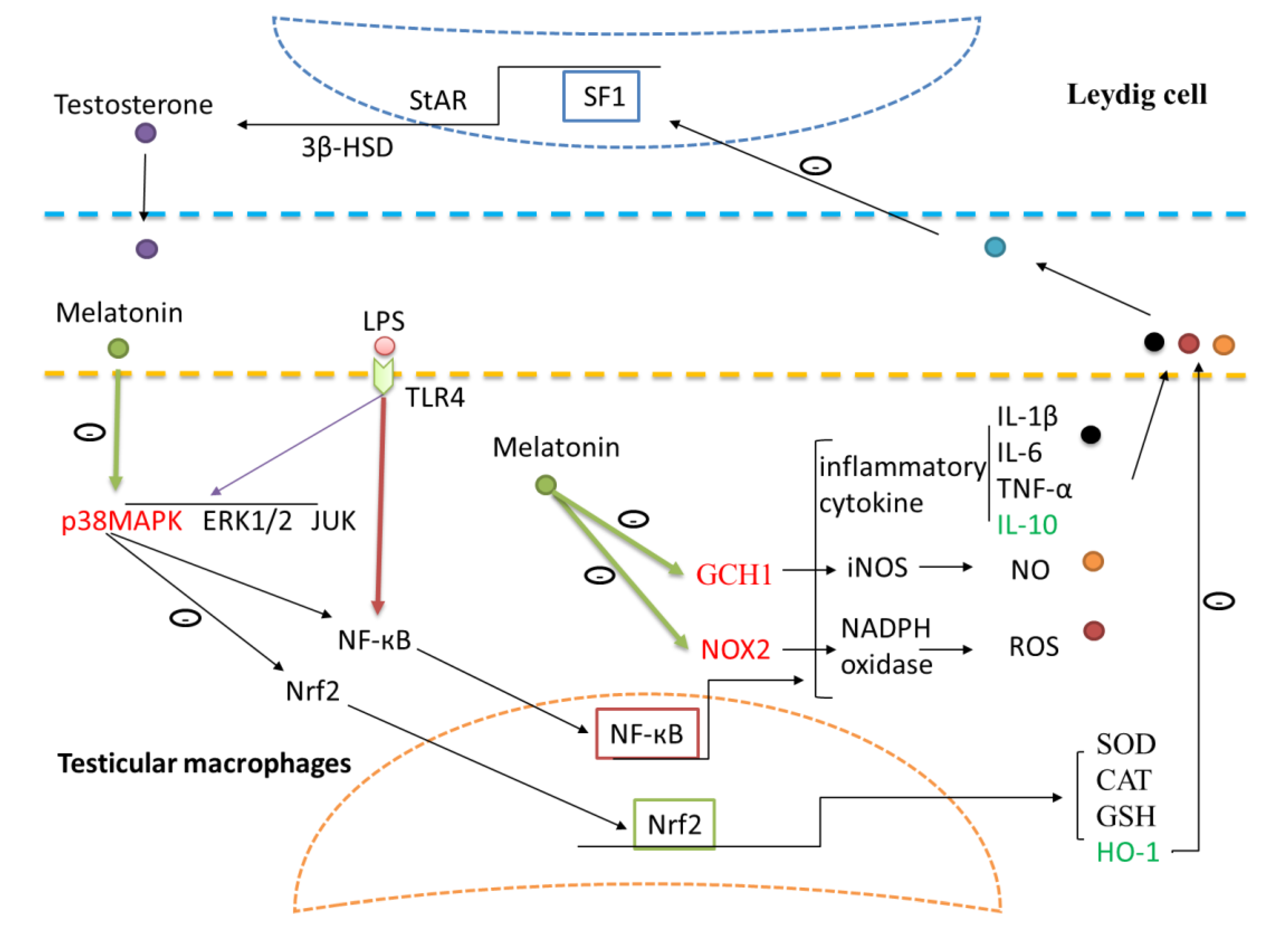 Antioxidants 09 01277 g009