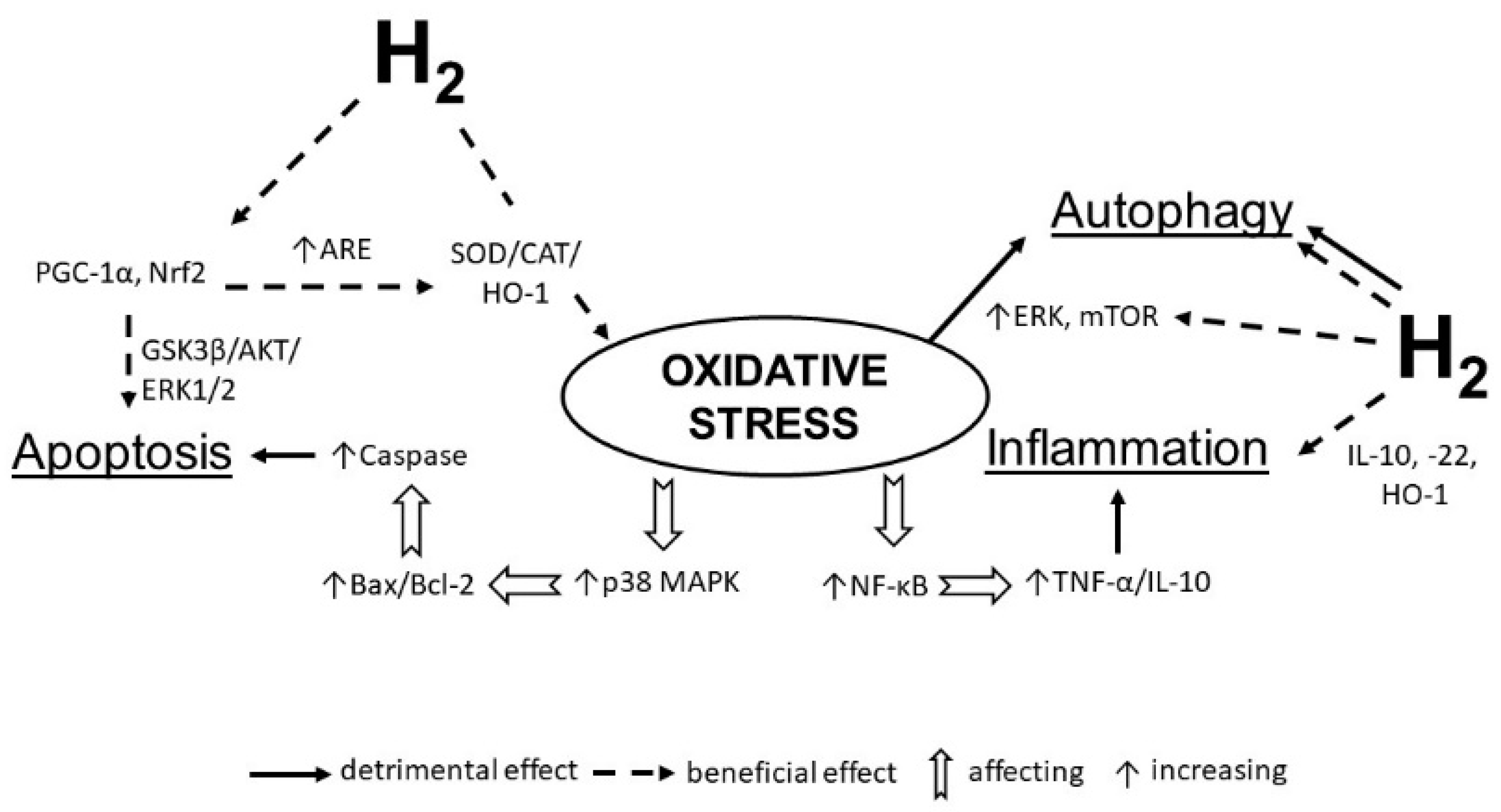 Antioxidants 09 01281 g002