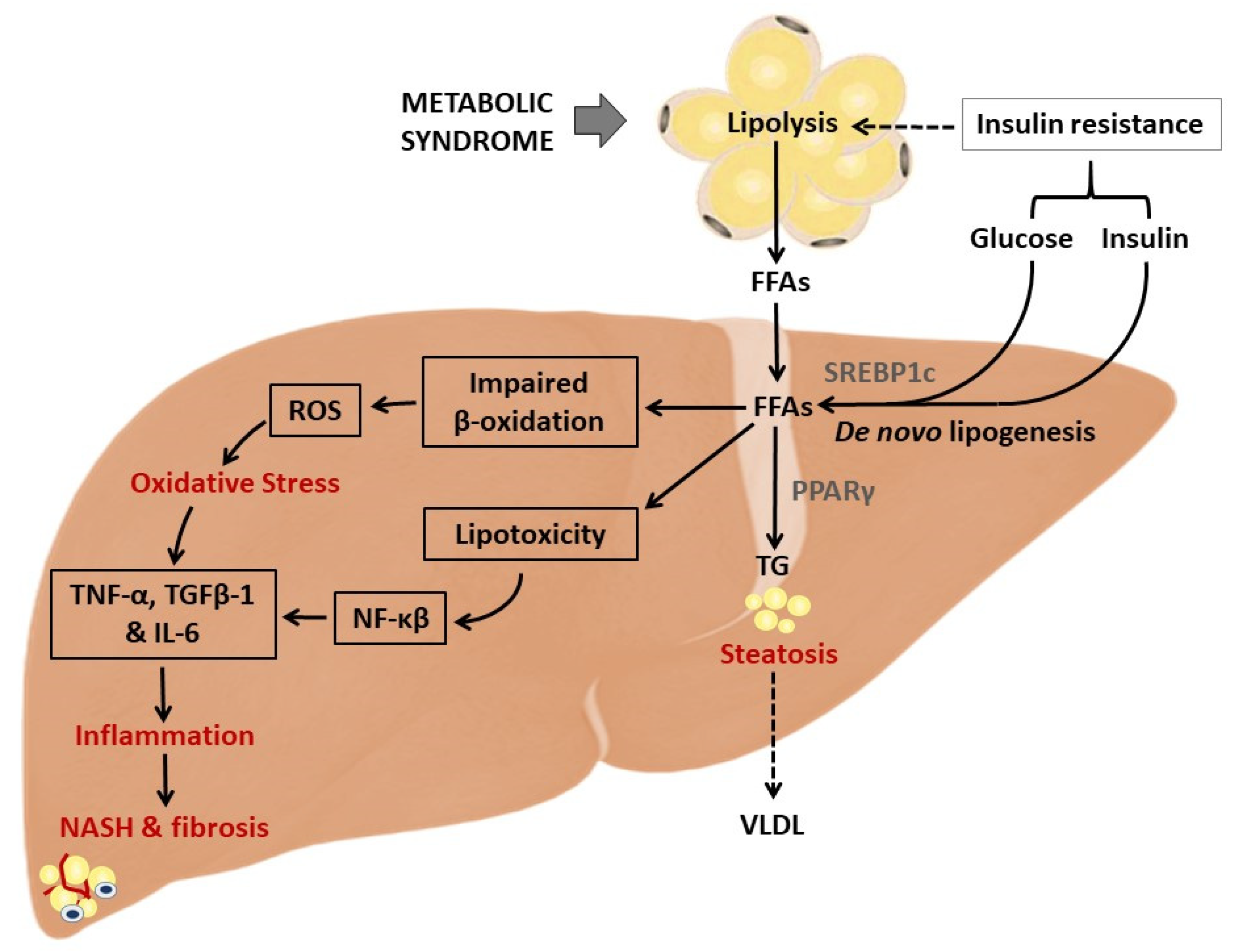 Antioxidants 09 01283 g002 Antioxidants 09 01283 g002