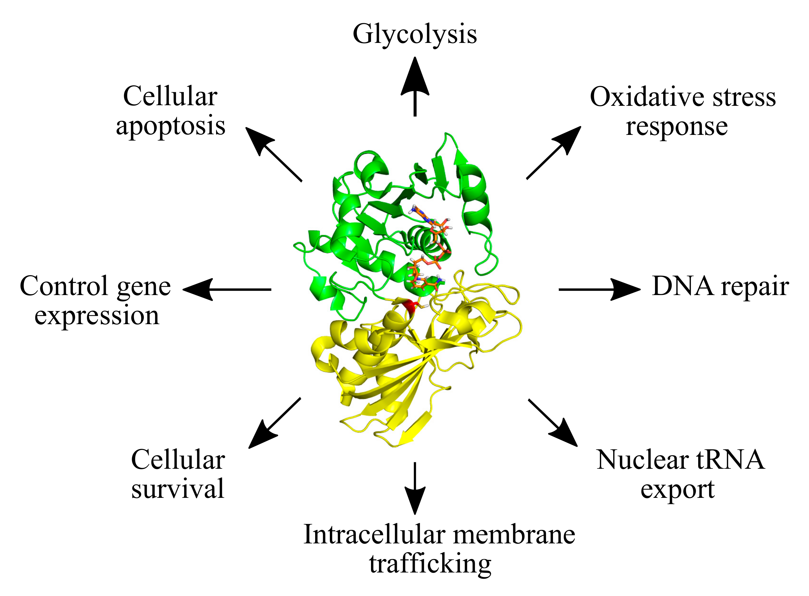 Antioxidants 09 01288 g001
