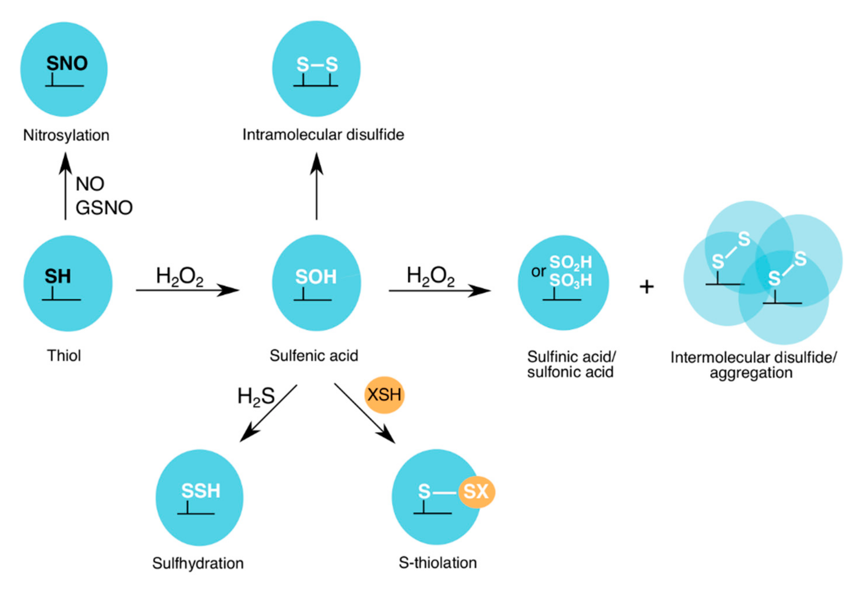 Antioxidants 09 01288 g002
