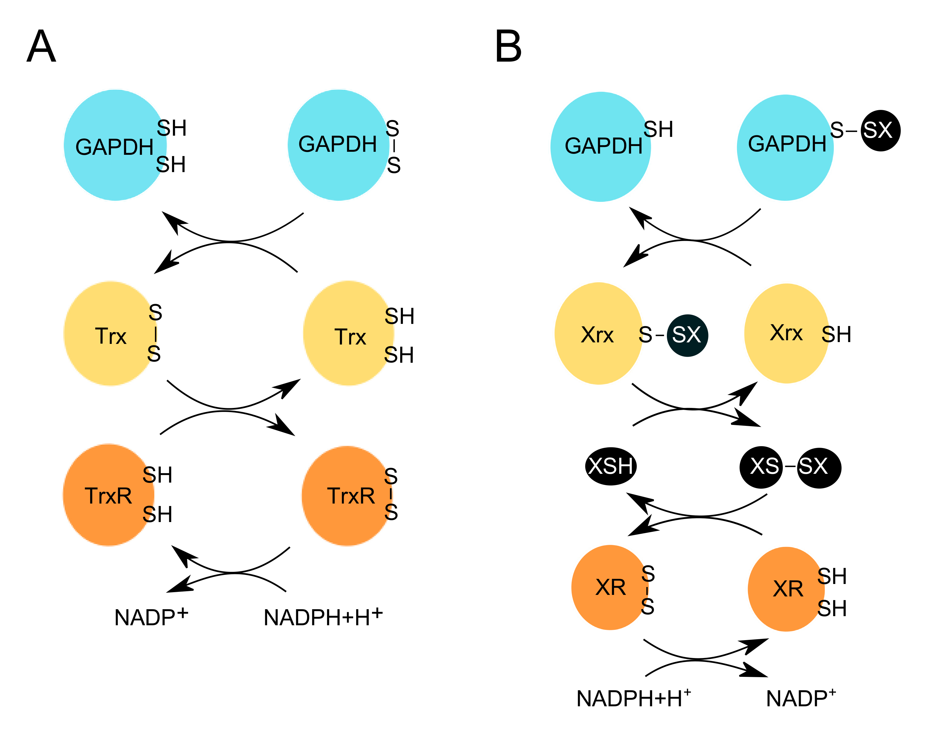 Antioxidants 09 01288 g003
