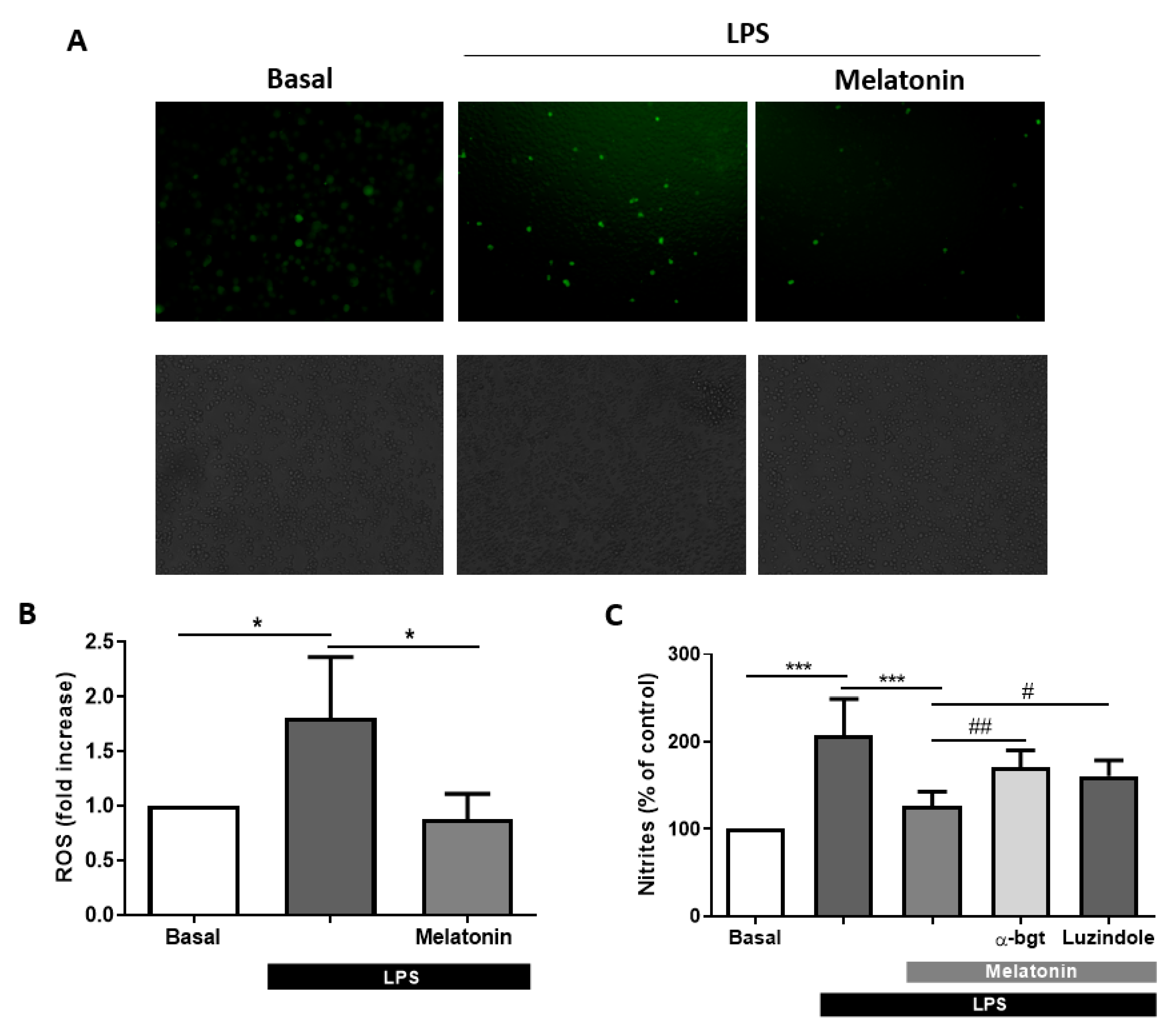 Antioxidants 09 01299 g004