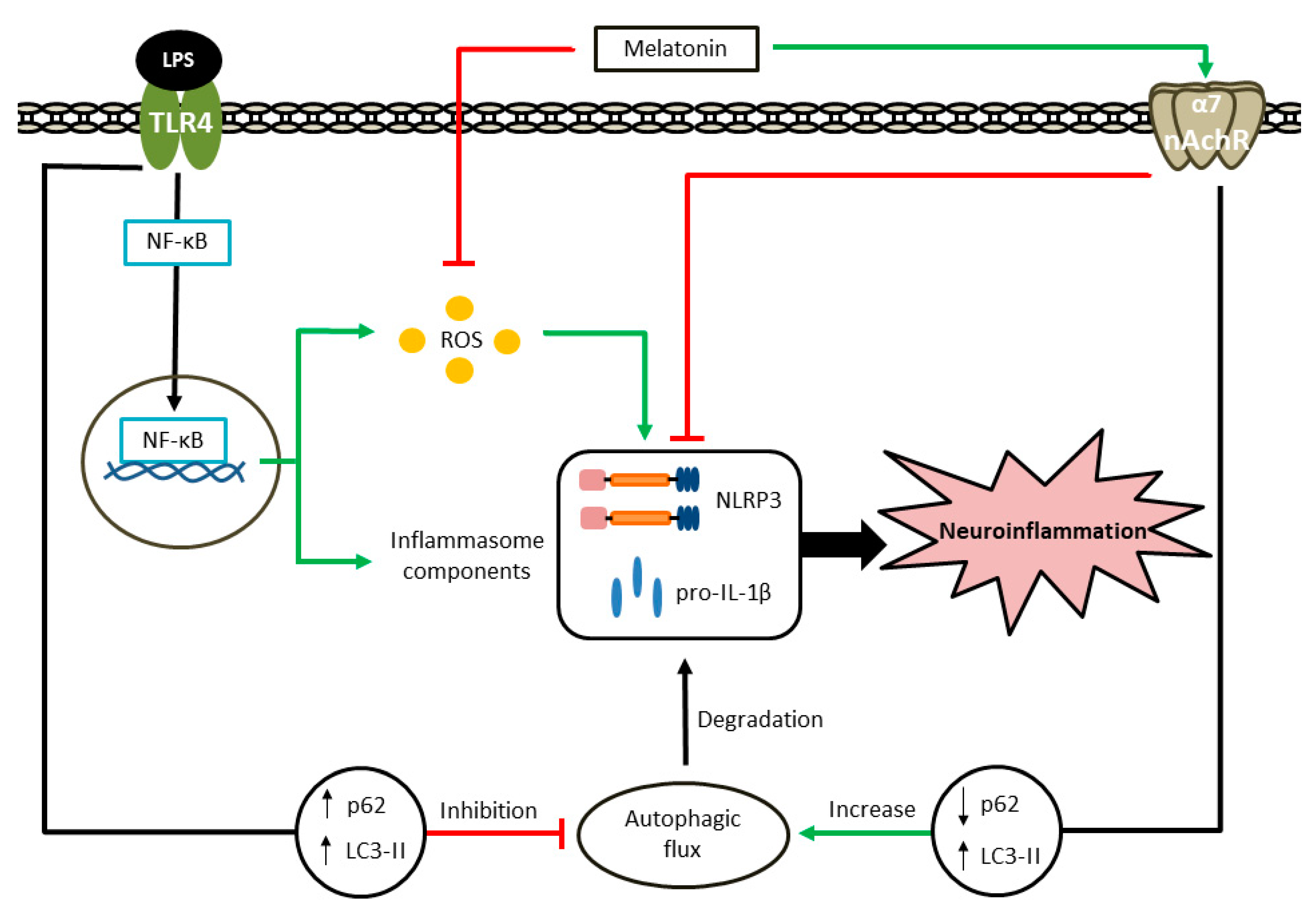 Antioxidants 09 01299 g009