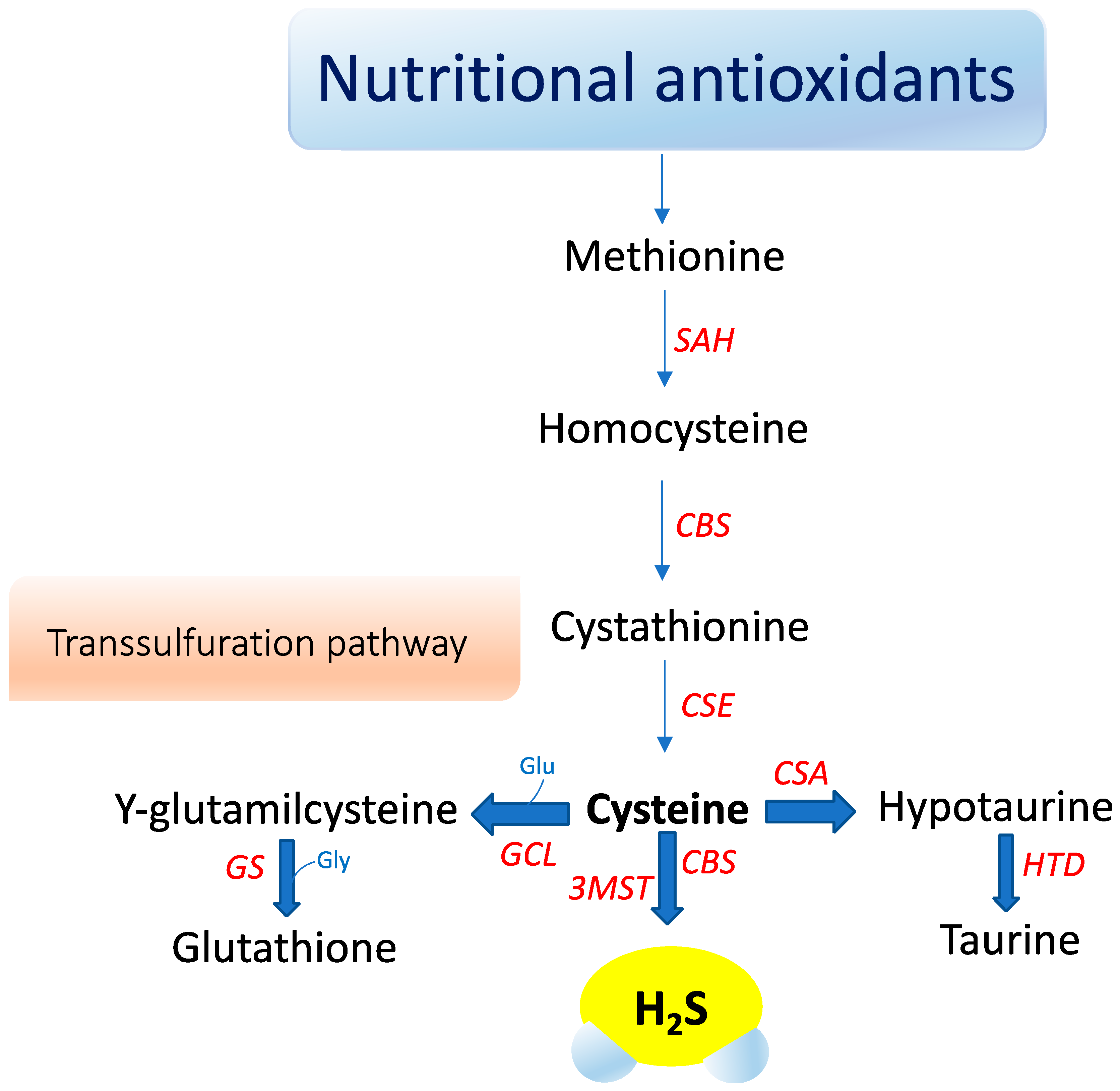 Antioxidants 09 01303 g001 Antioxidants 09 01303 g001