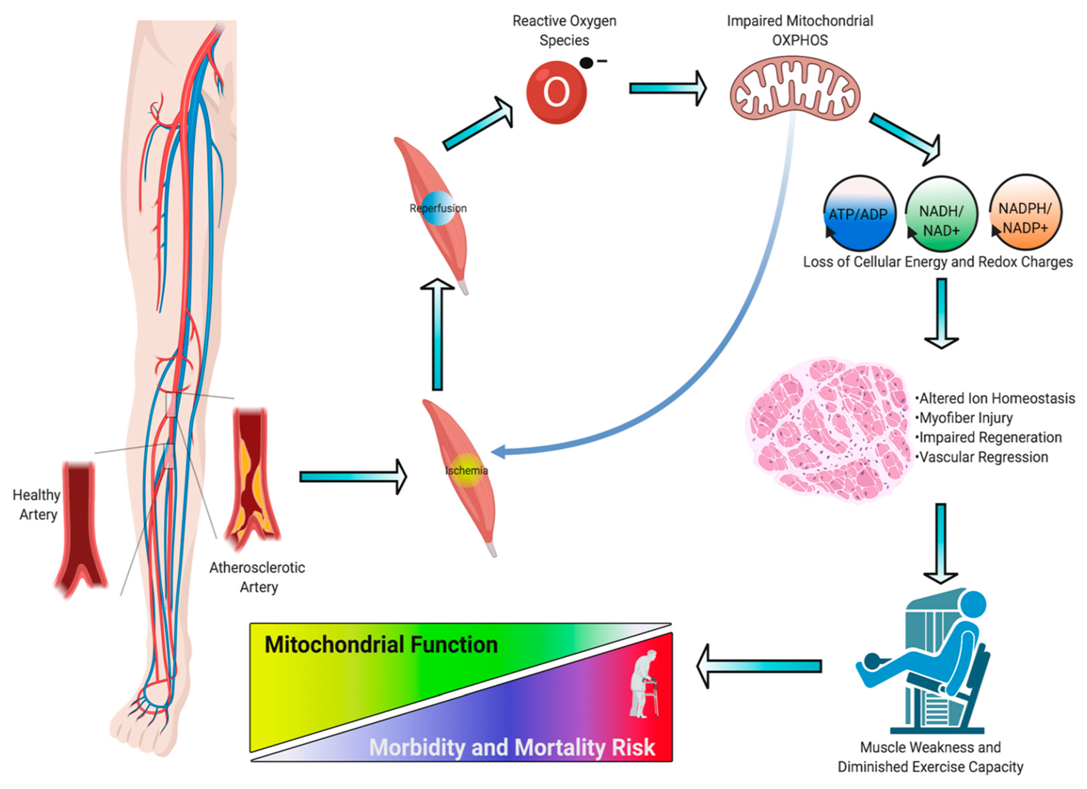 Antioxidants 09 01304 g001