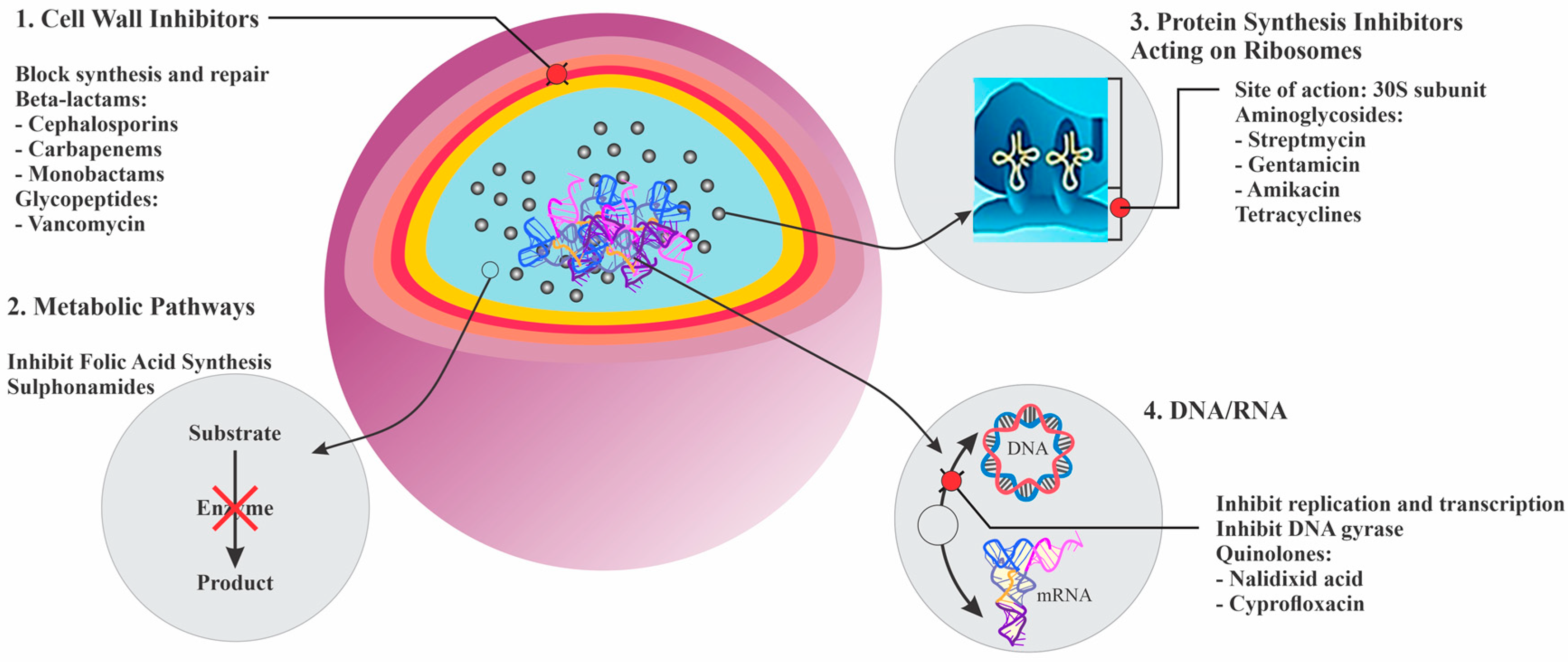 Antioxidants 09 01309 g001