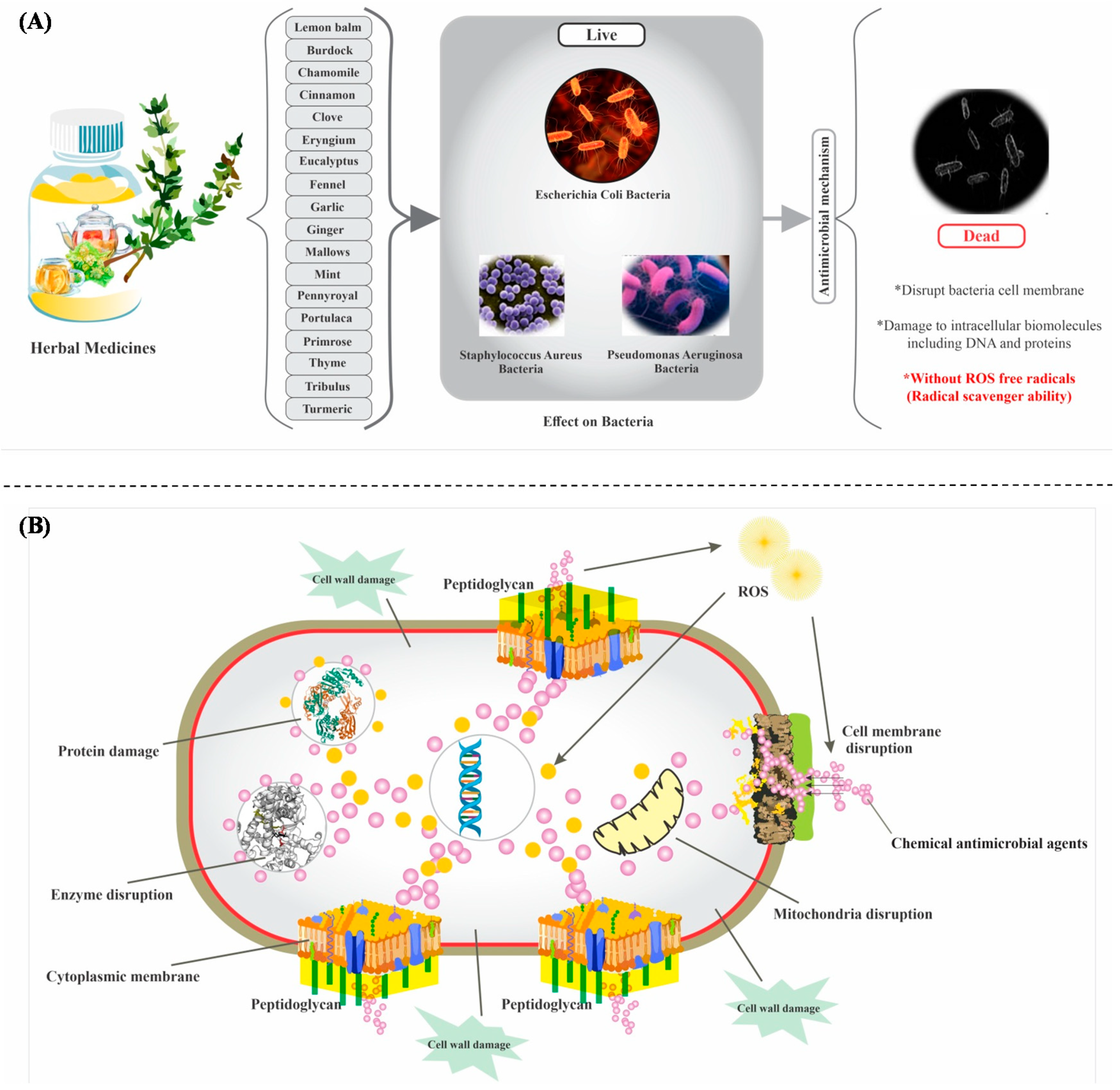Antioxidants 09 01309 g004
