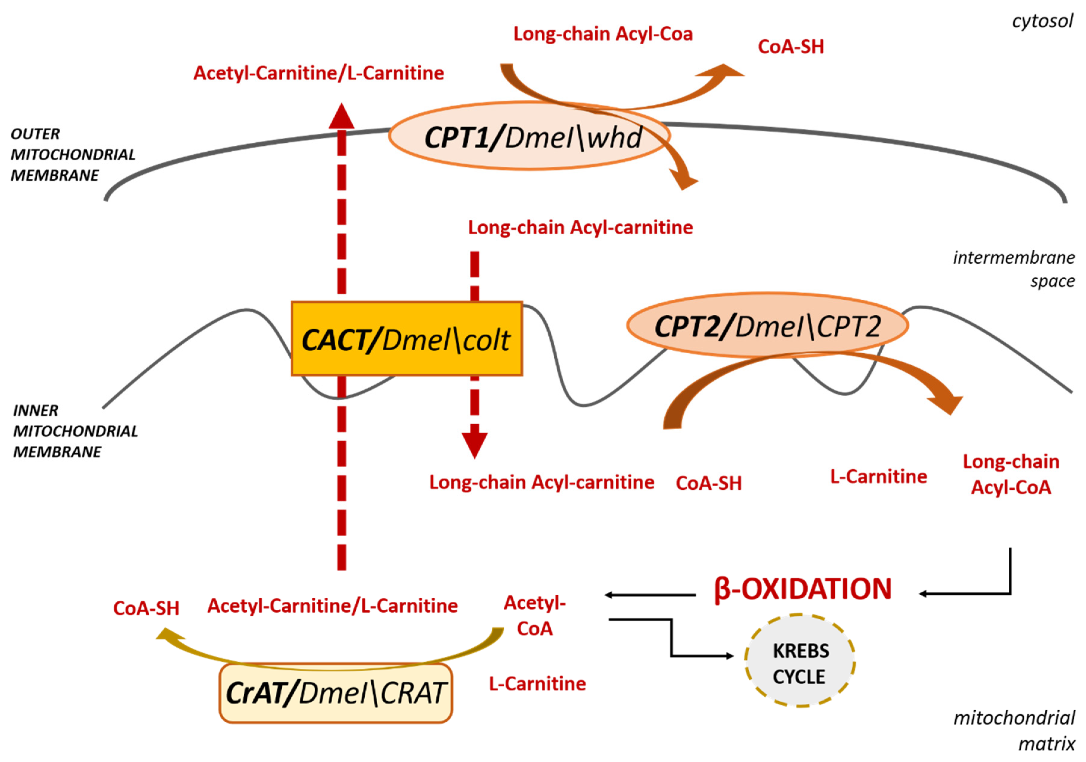 Antioxidants 09 01310 g002 Antioxidants 09 01310 g002