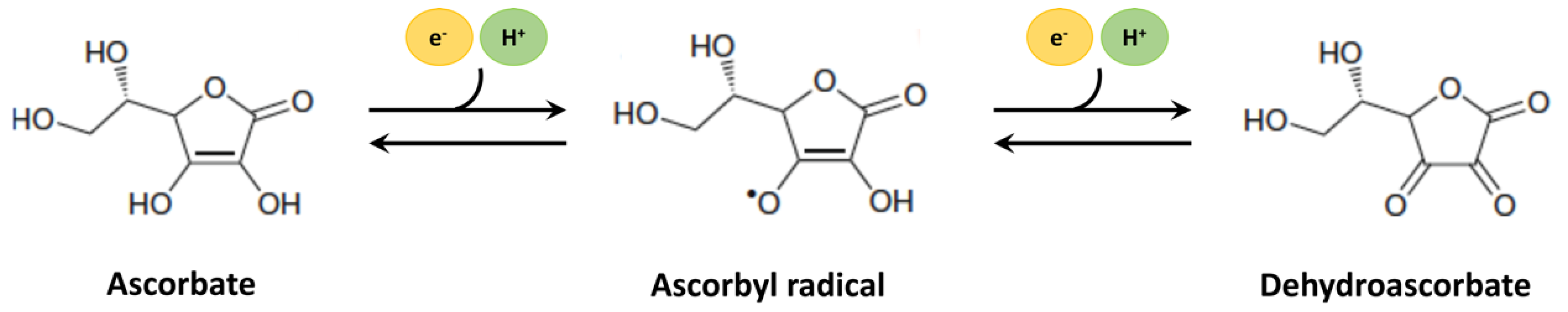 Antioxidants 09 01311 g001