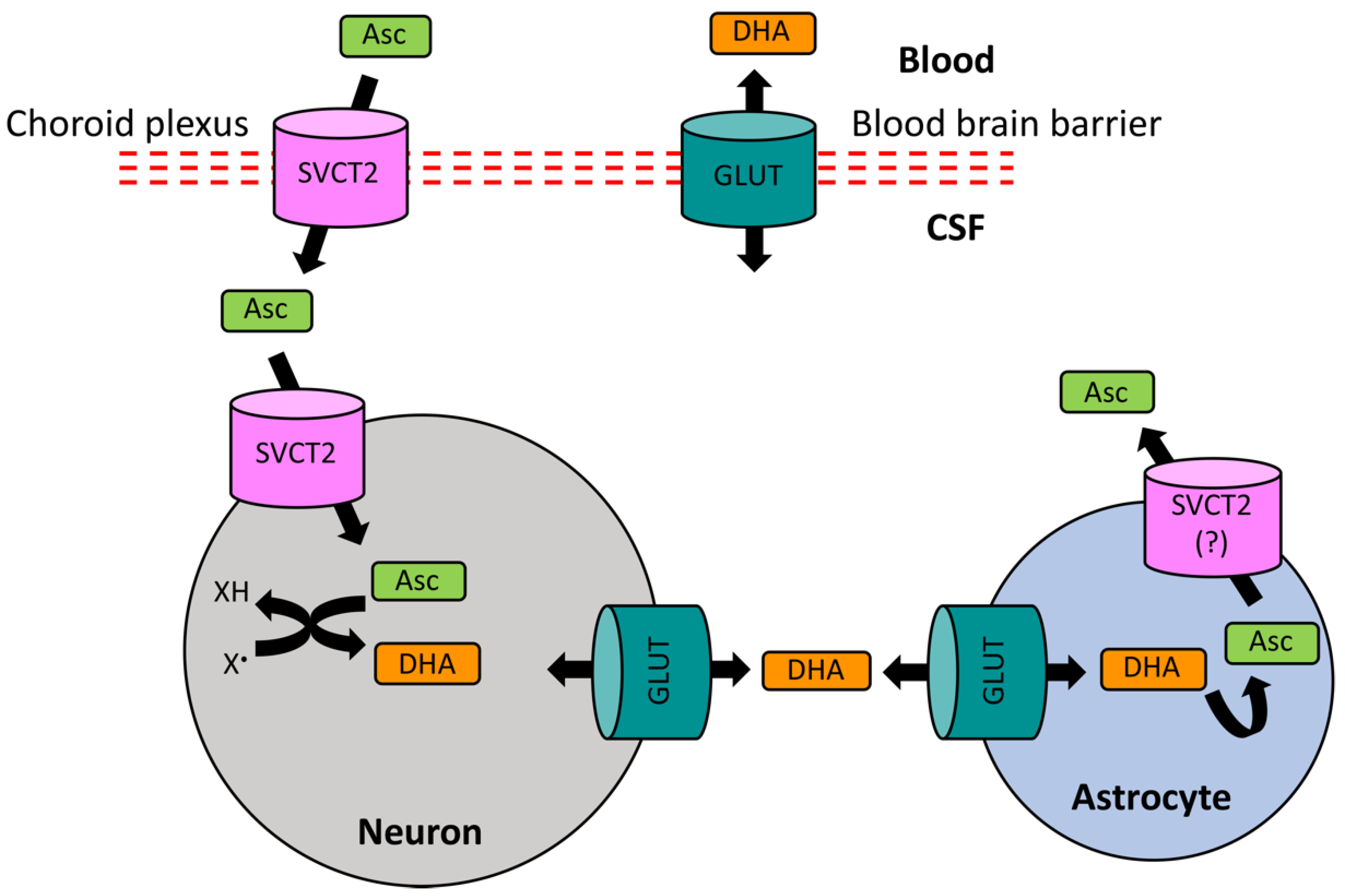 Antioxidants 09 01311 g002