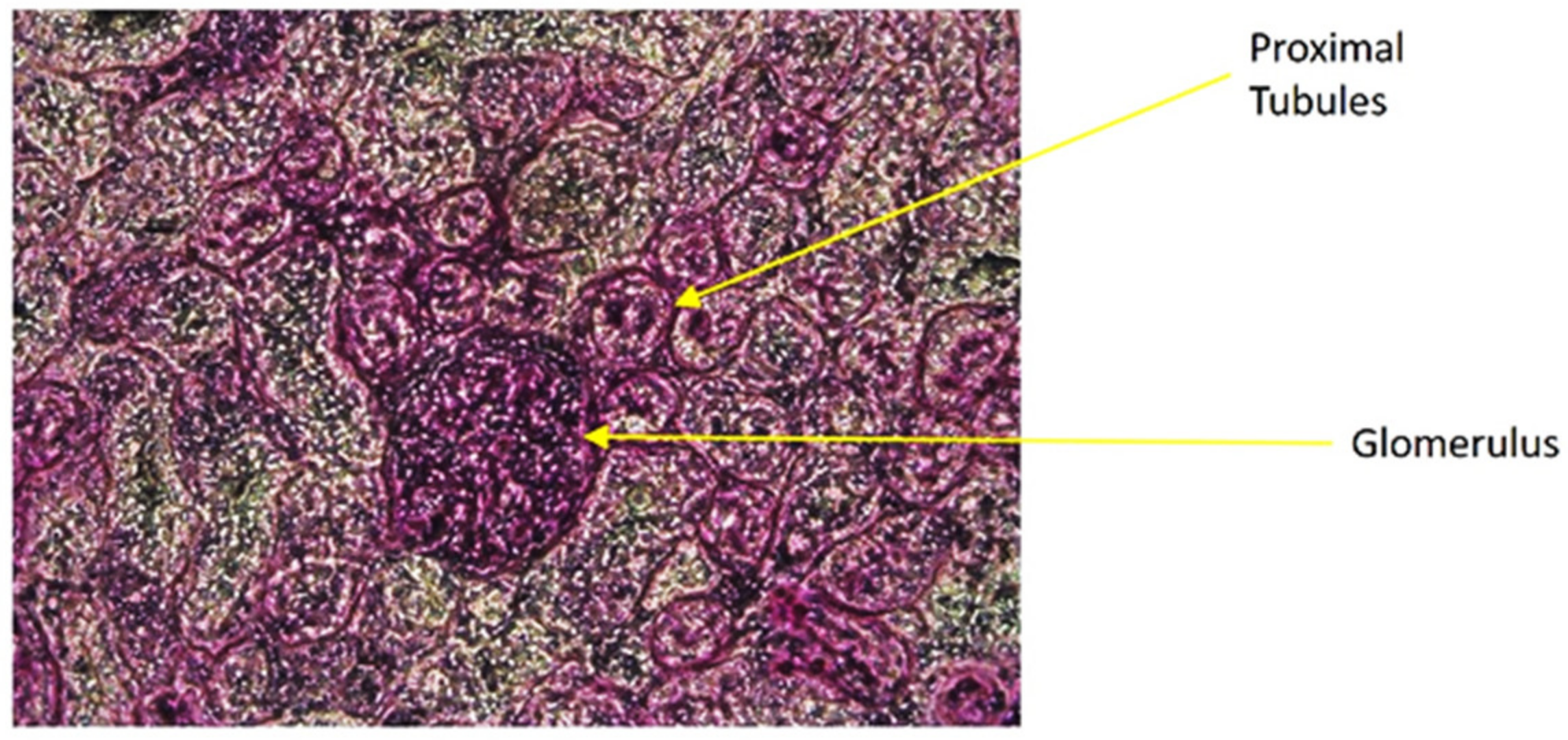 Antioxidants 10 00002 g009