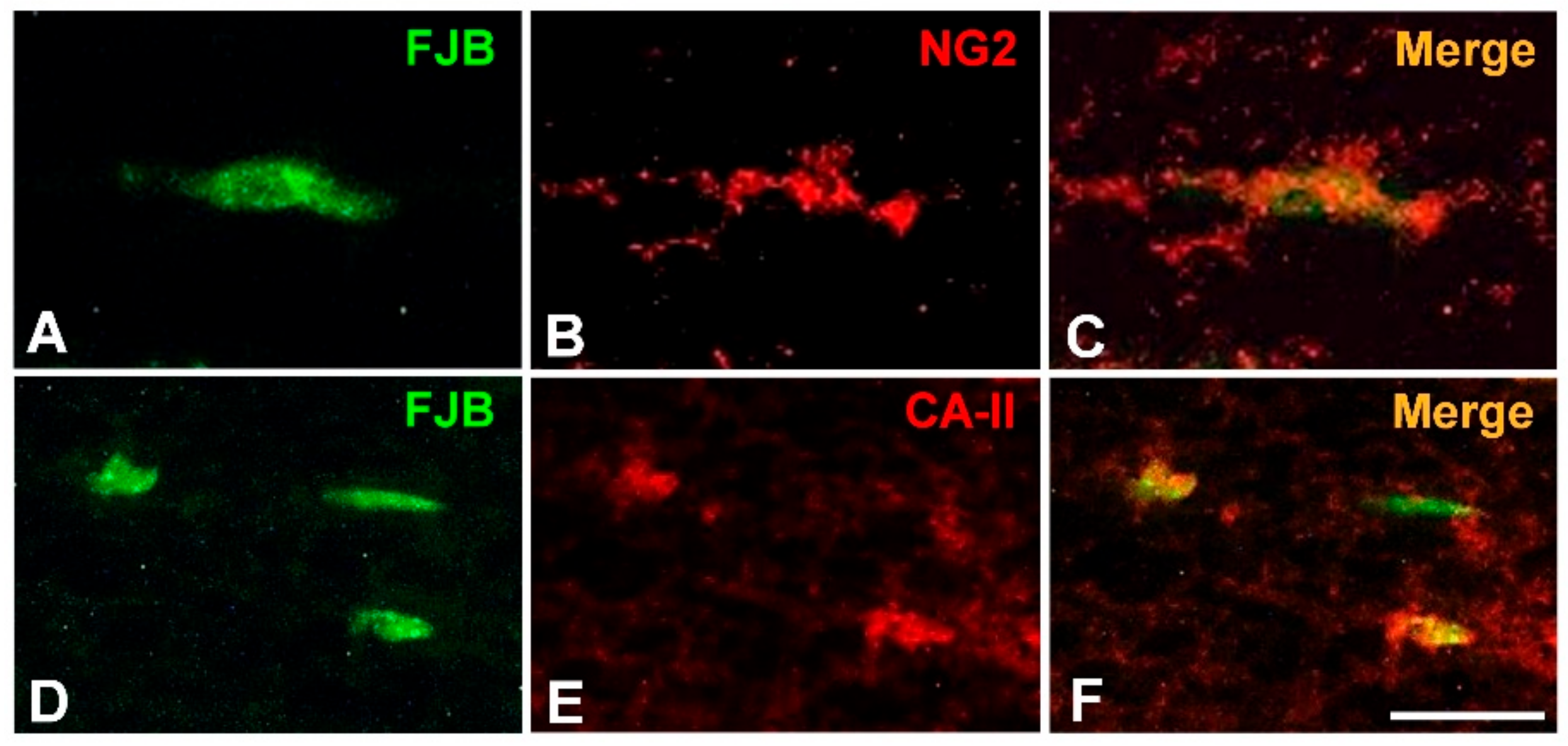 Antioxidants 10 00004 g007
