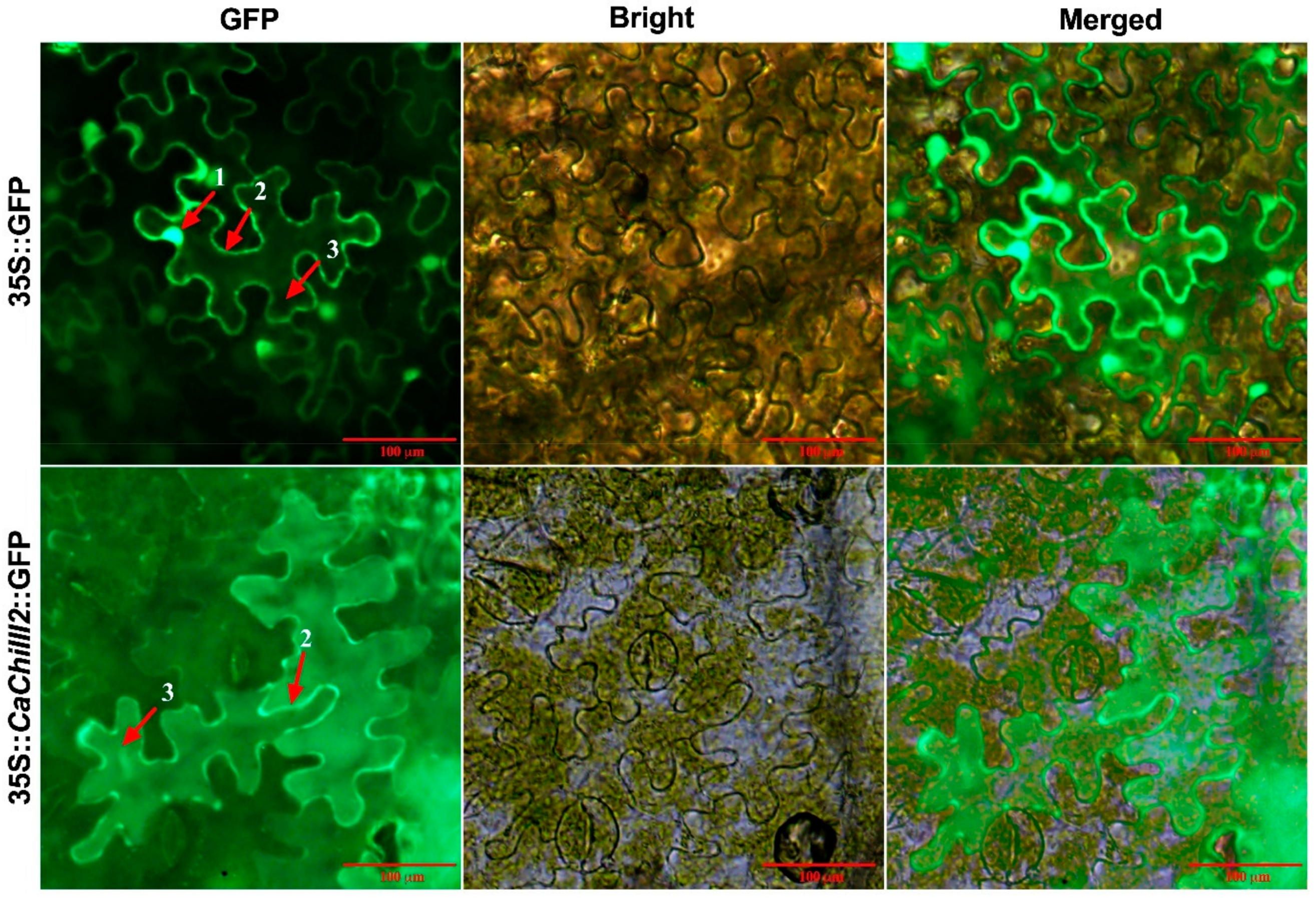 Antioxidants 10 00007 g004