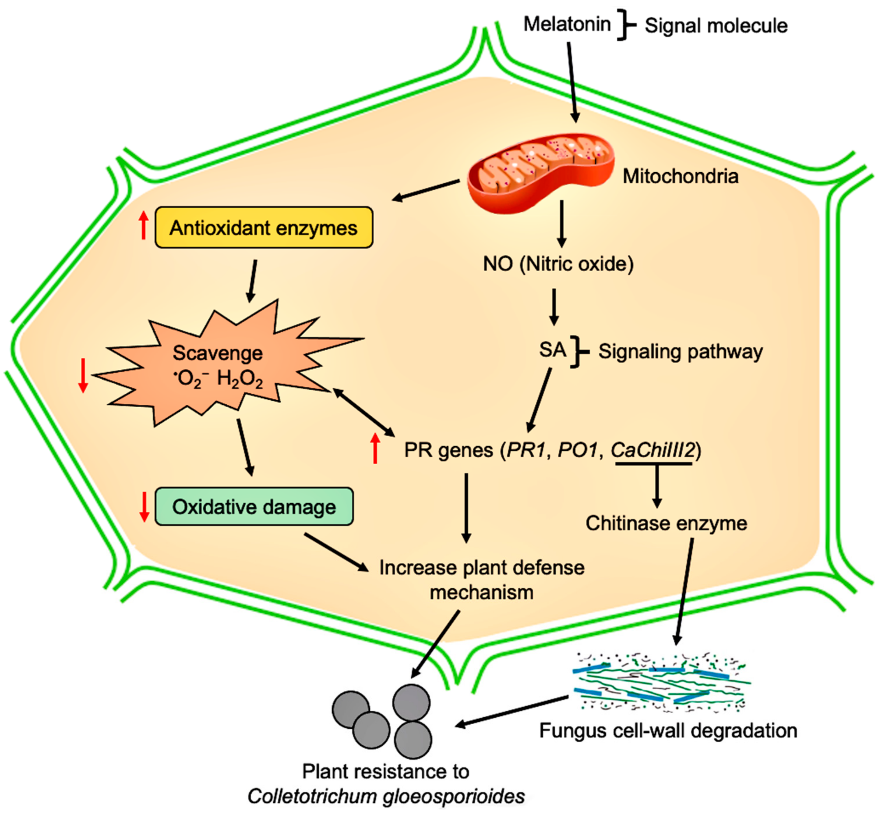 Antioxidants 10 00007 g010