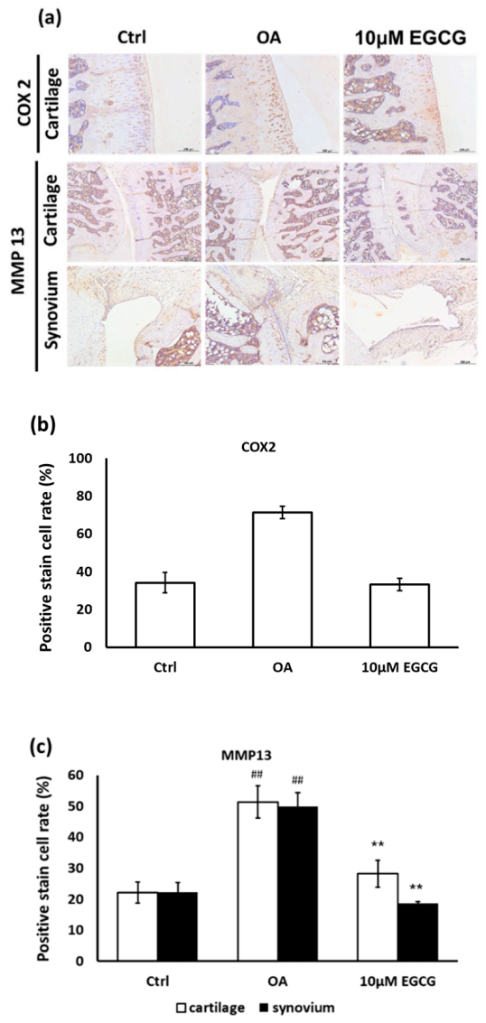 Antioxidants 10 00008 g005