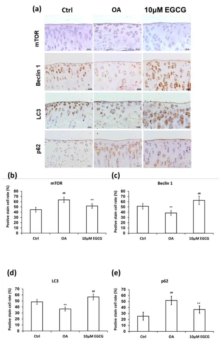 Antioxidants 10 00008 g007