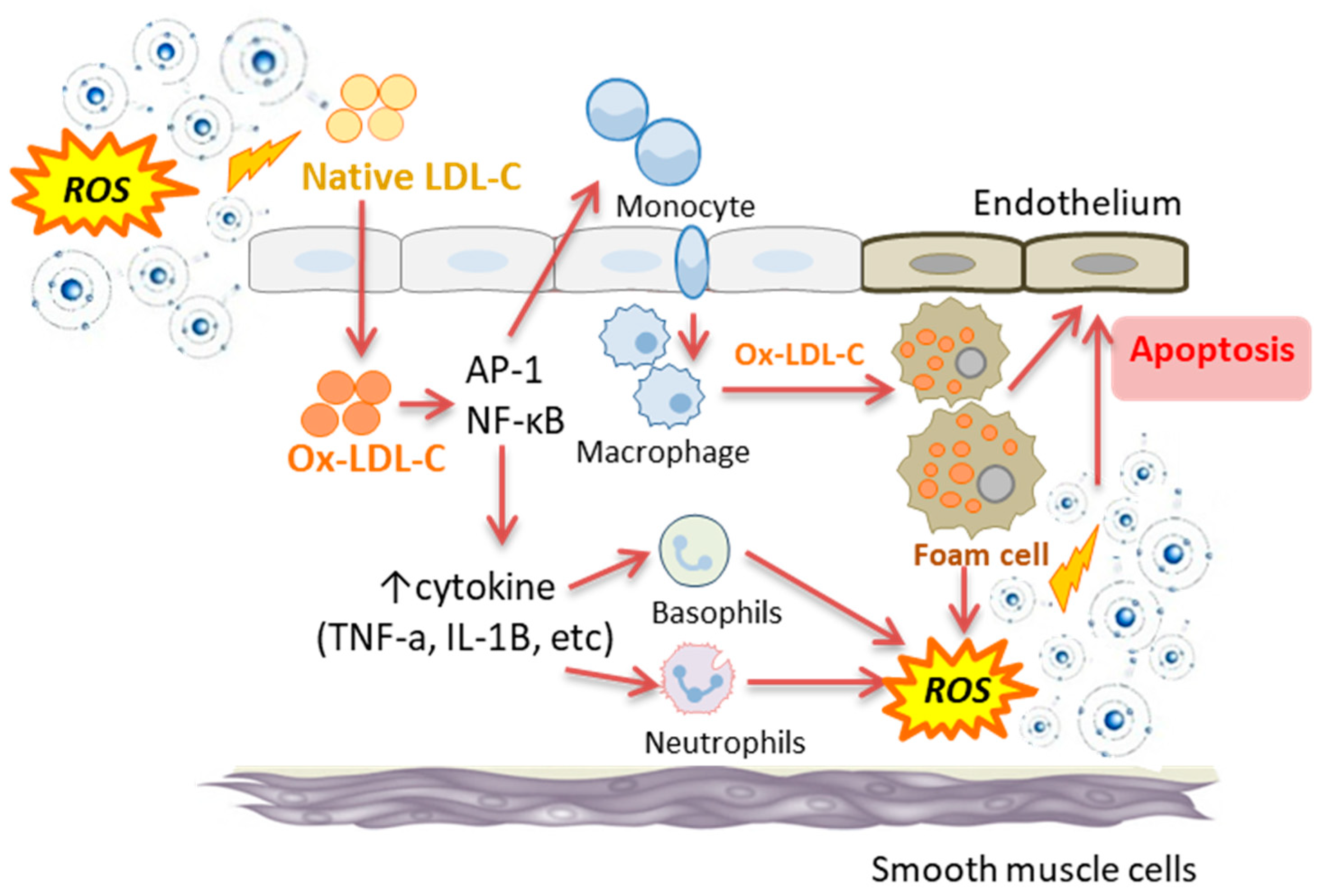 Antioxidants 10 00015 g001