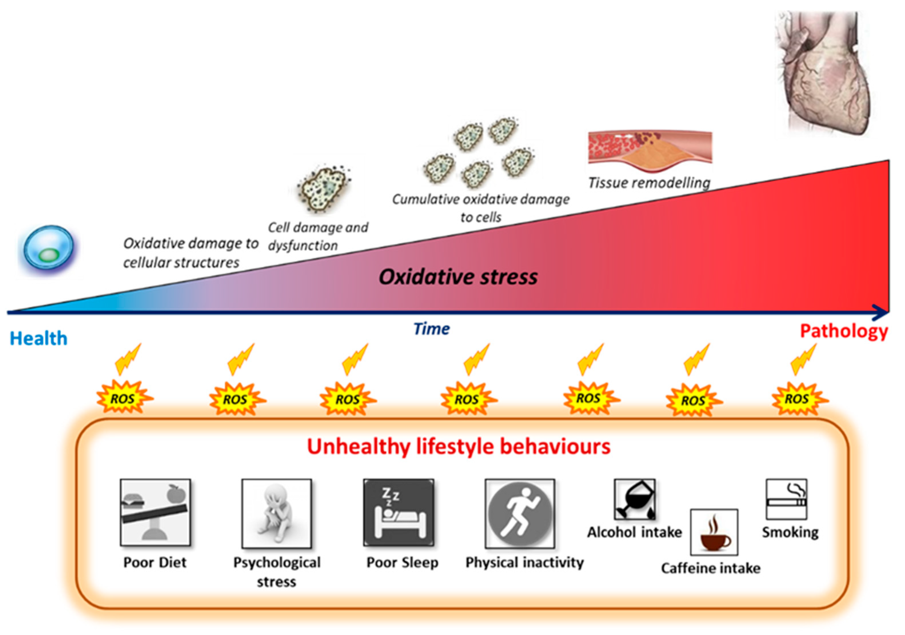 Antioxidants 10 00015 g003