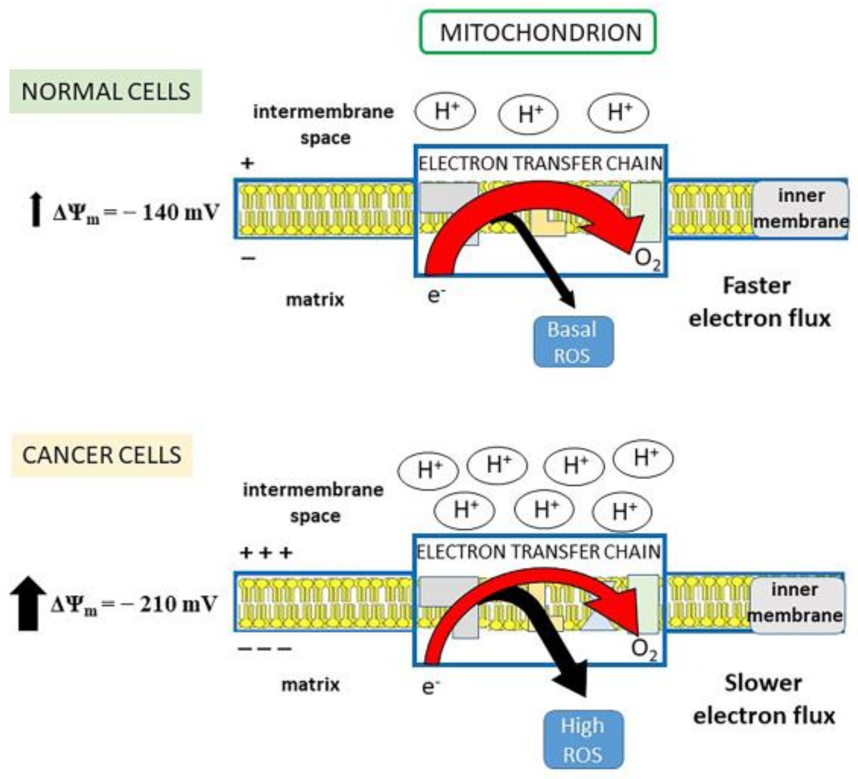 Antioxidants 10 00018 g001