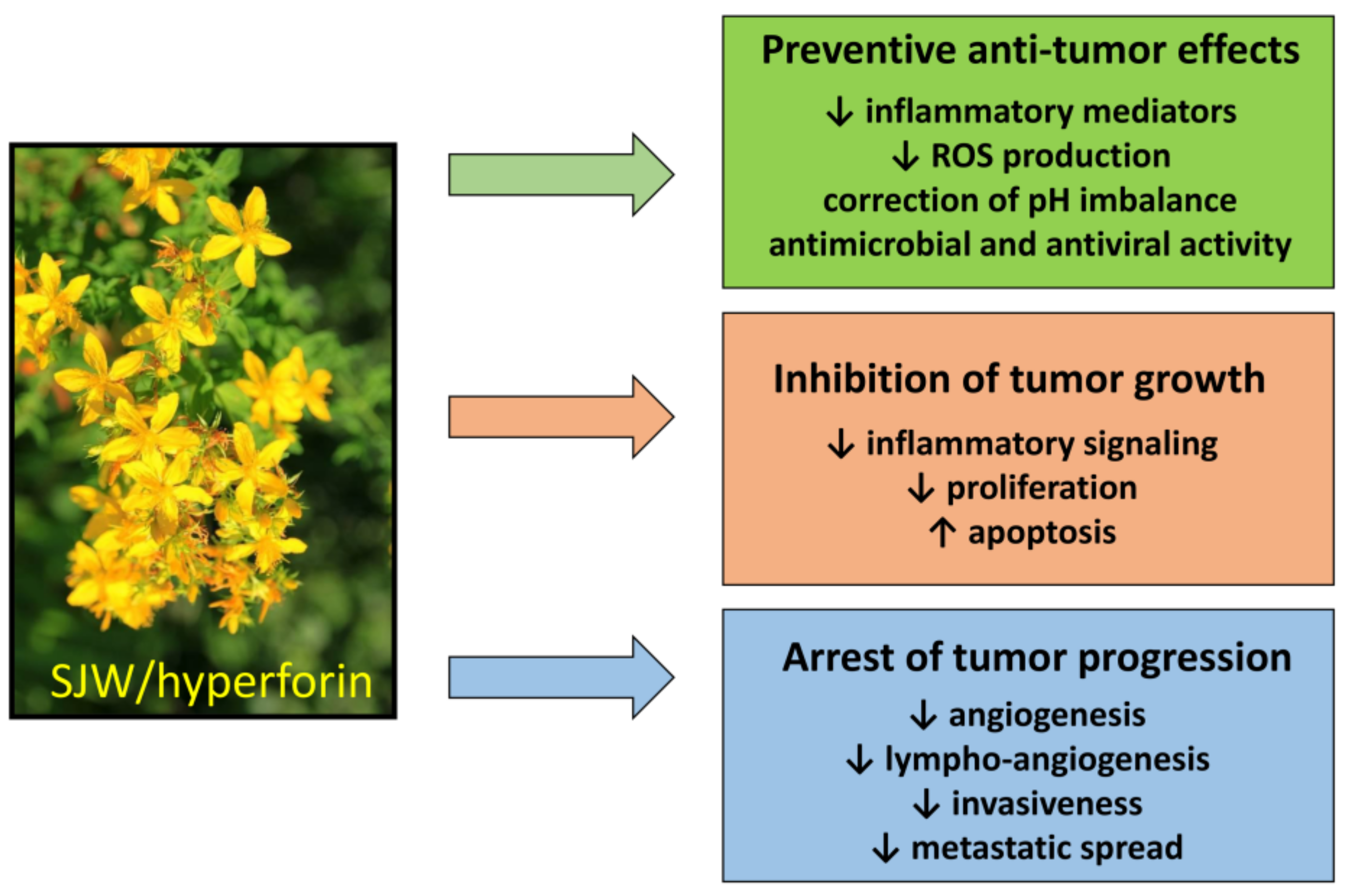 Antioxidants 10 00018 g004