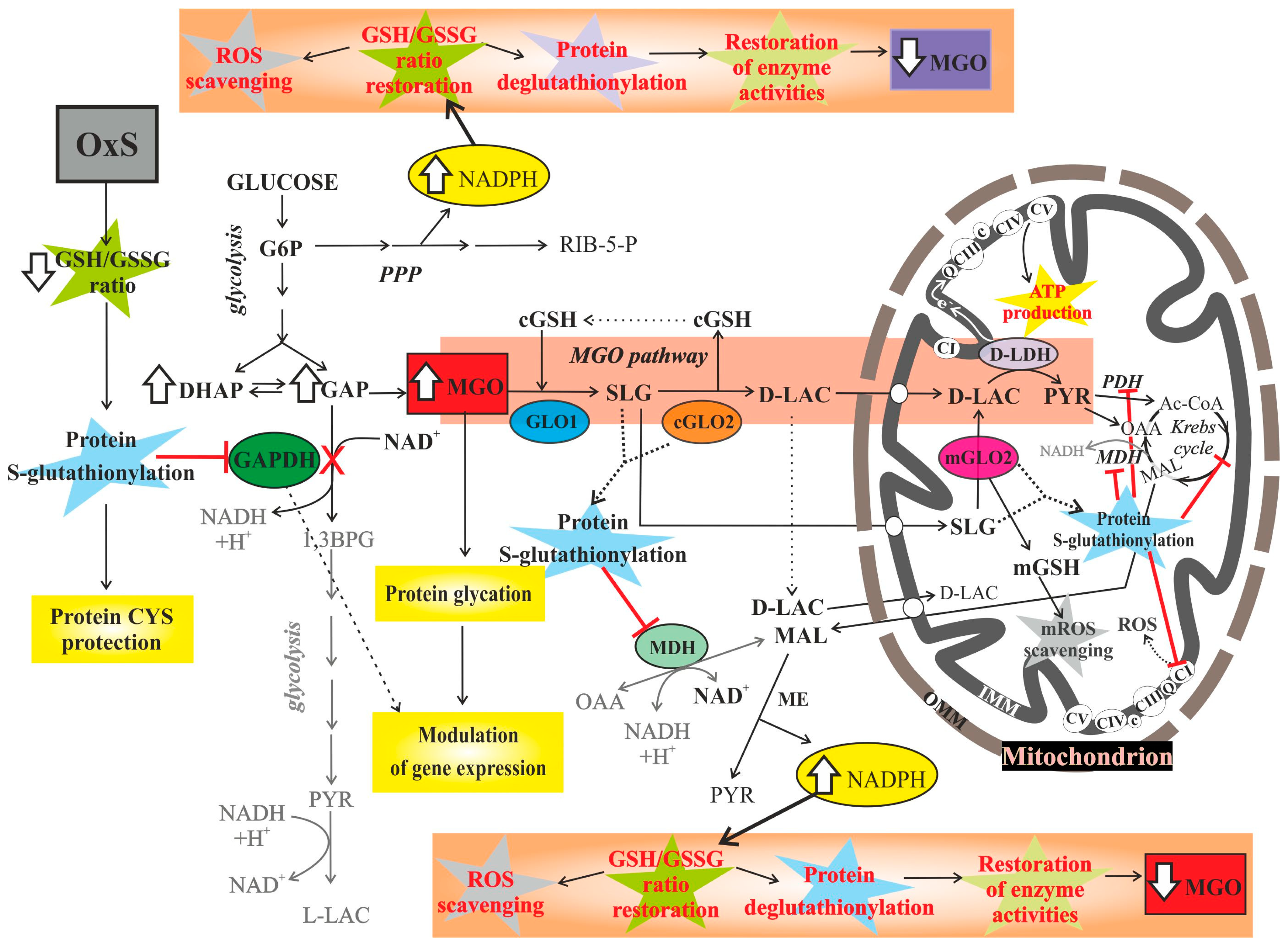 Antioxidants 10 00019 g001 Antioxidants 10 00019 g001