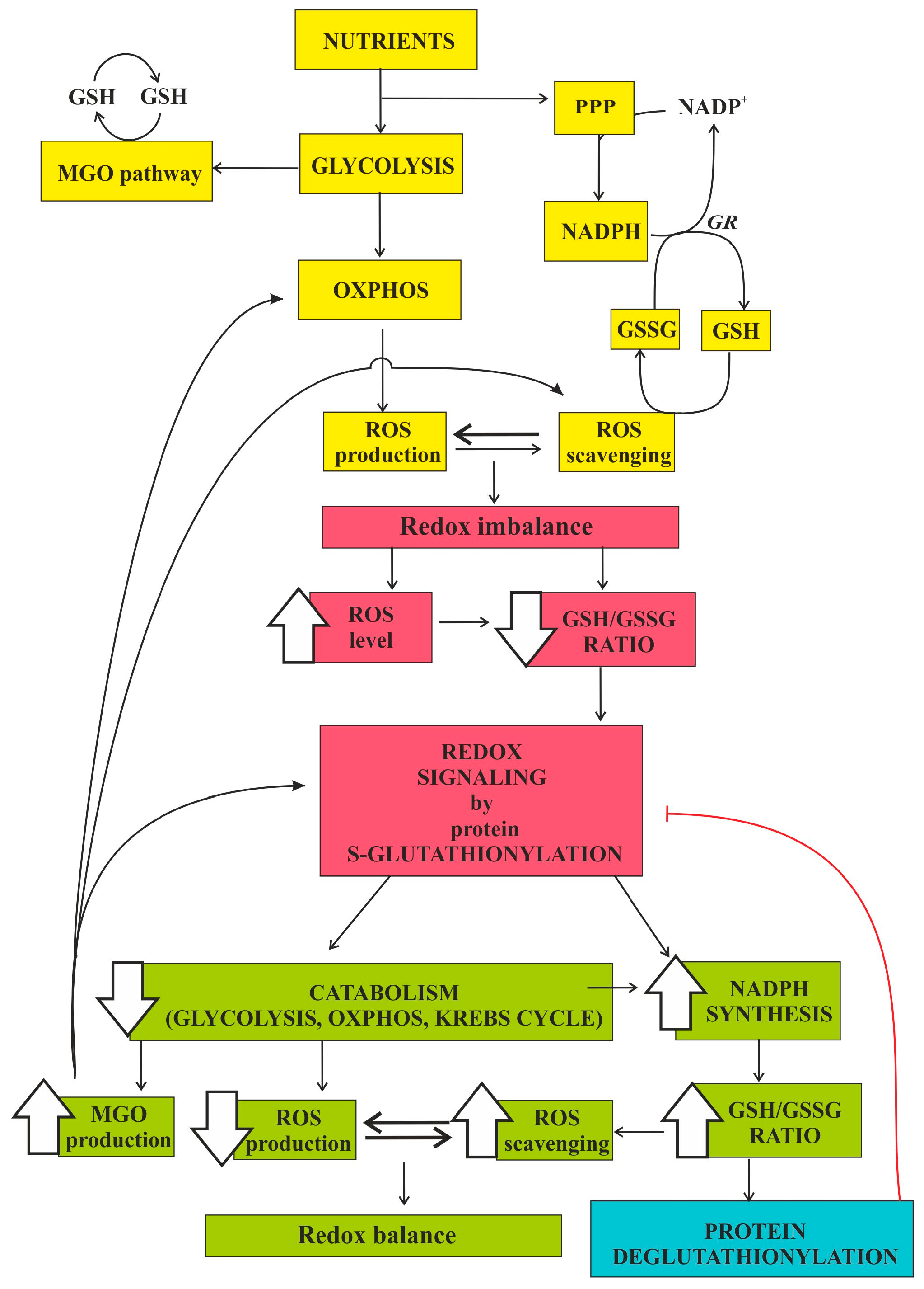 Antioxidants 10 00019 g002 Antioxidants 10 00019 g002