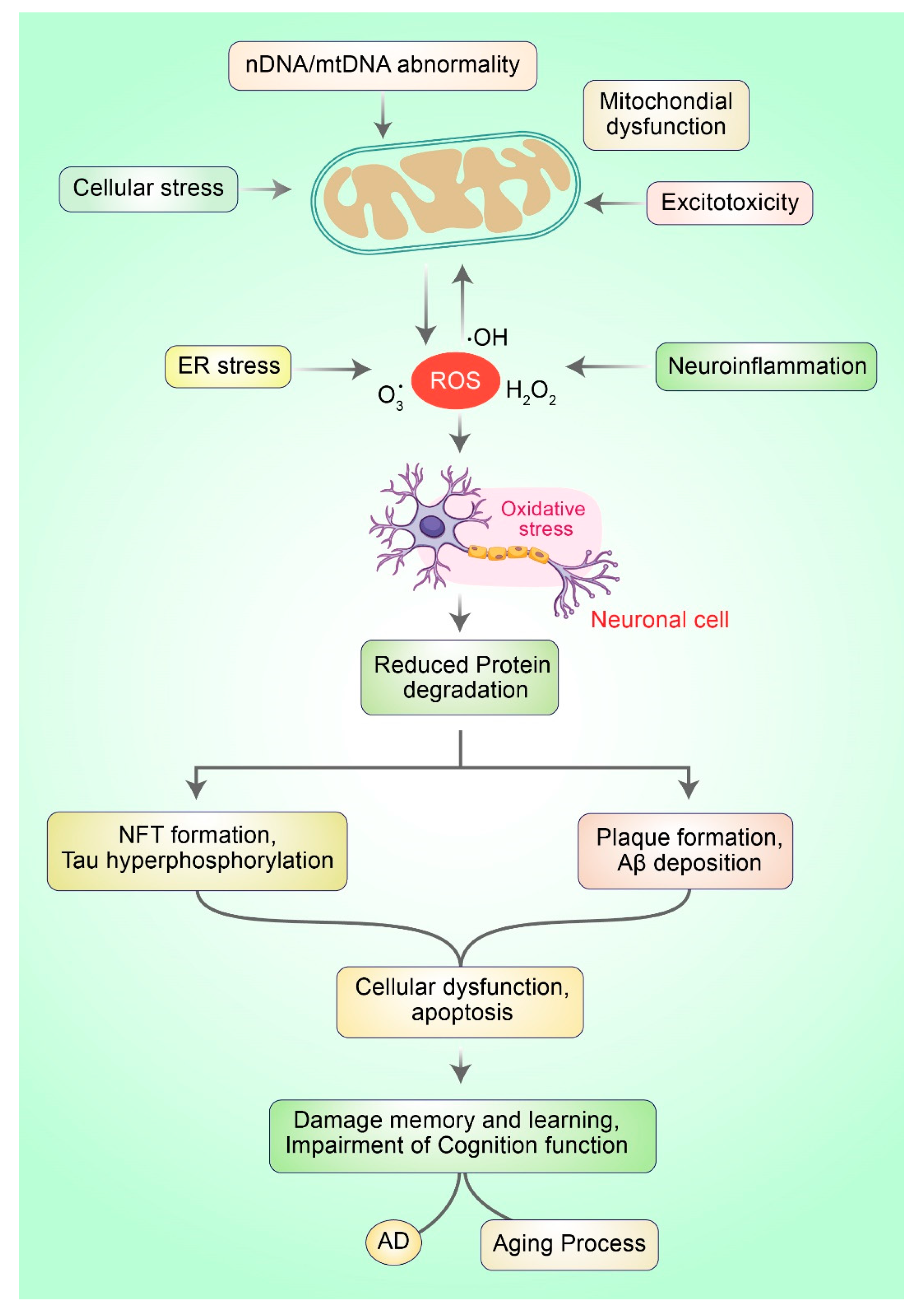 Antioxidants 10 00023 g001