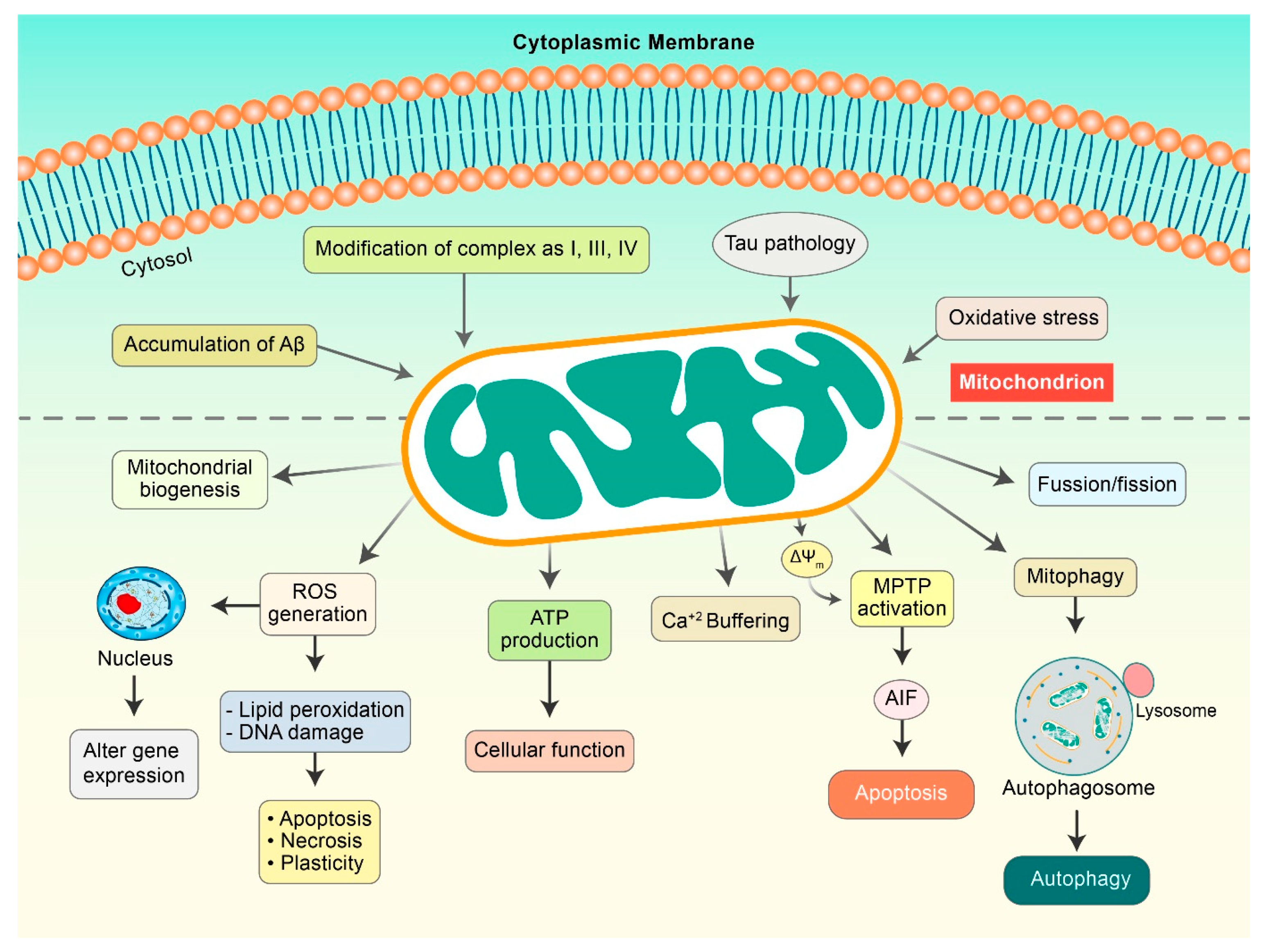 Antioxidants 10 00023 g002