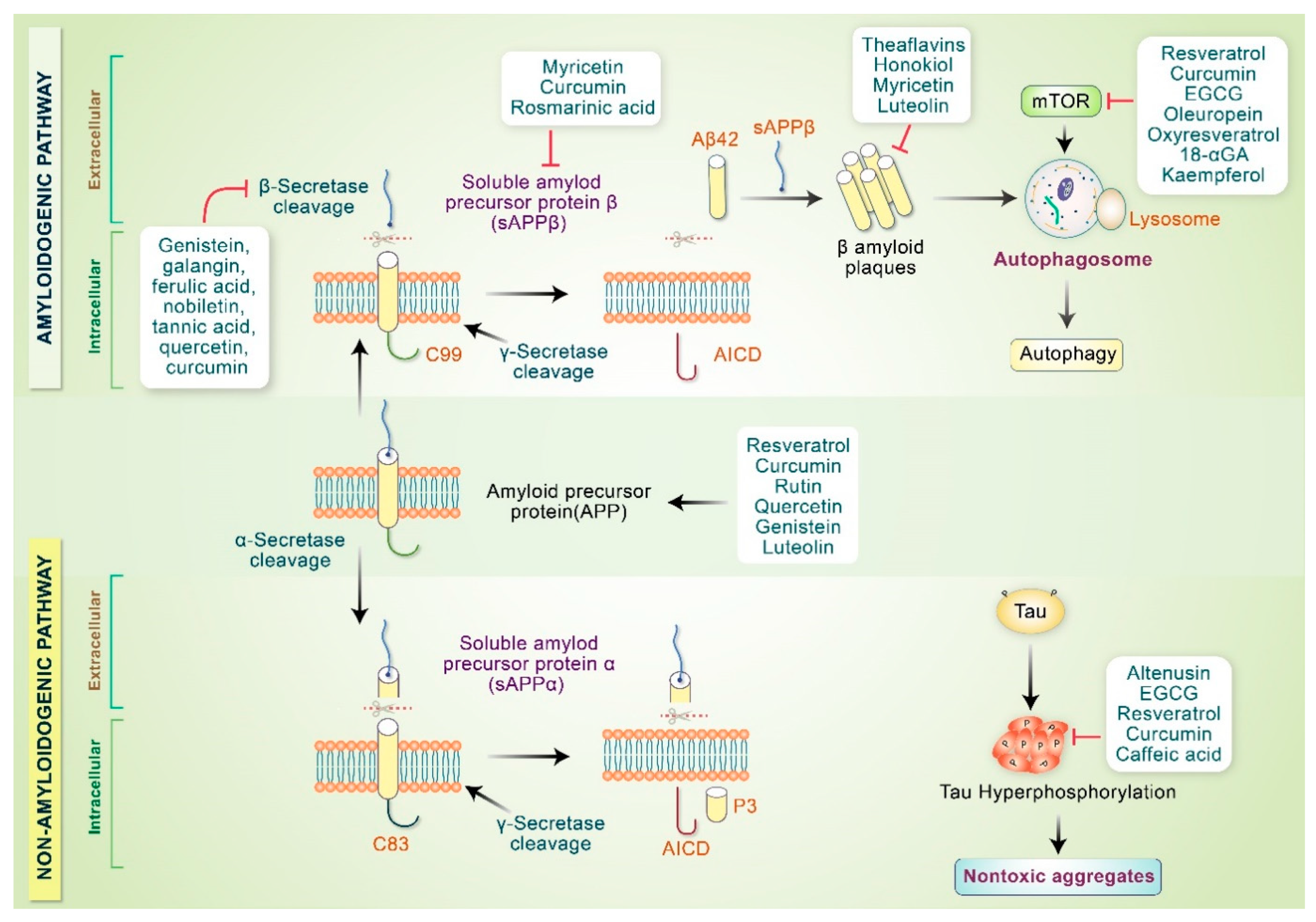 Antioxidants 10 00023 g003