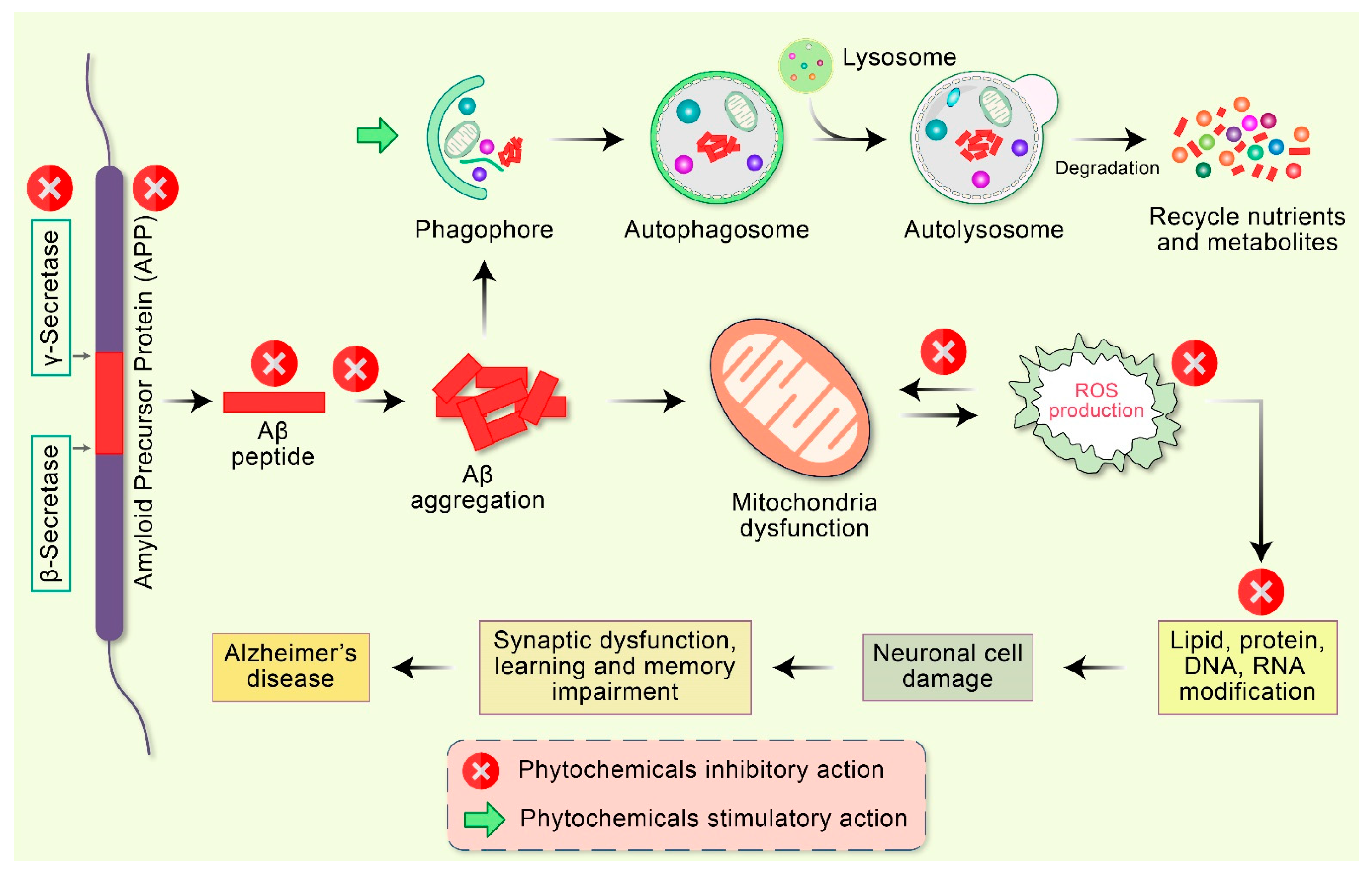 Antioxidants 10 00023 g004