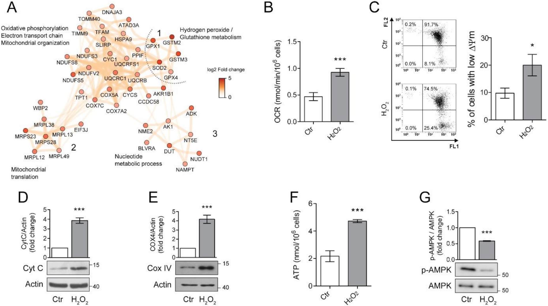 Antioxidants 10 00025 g003