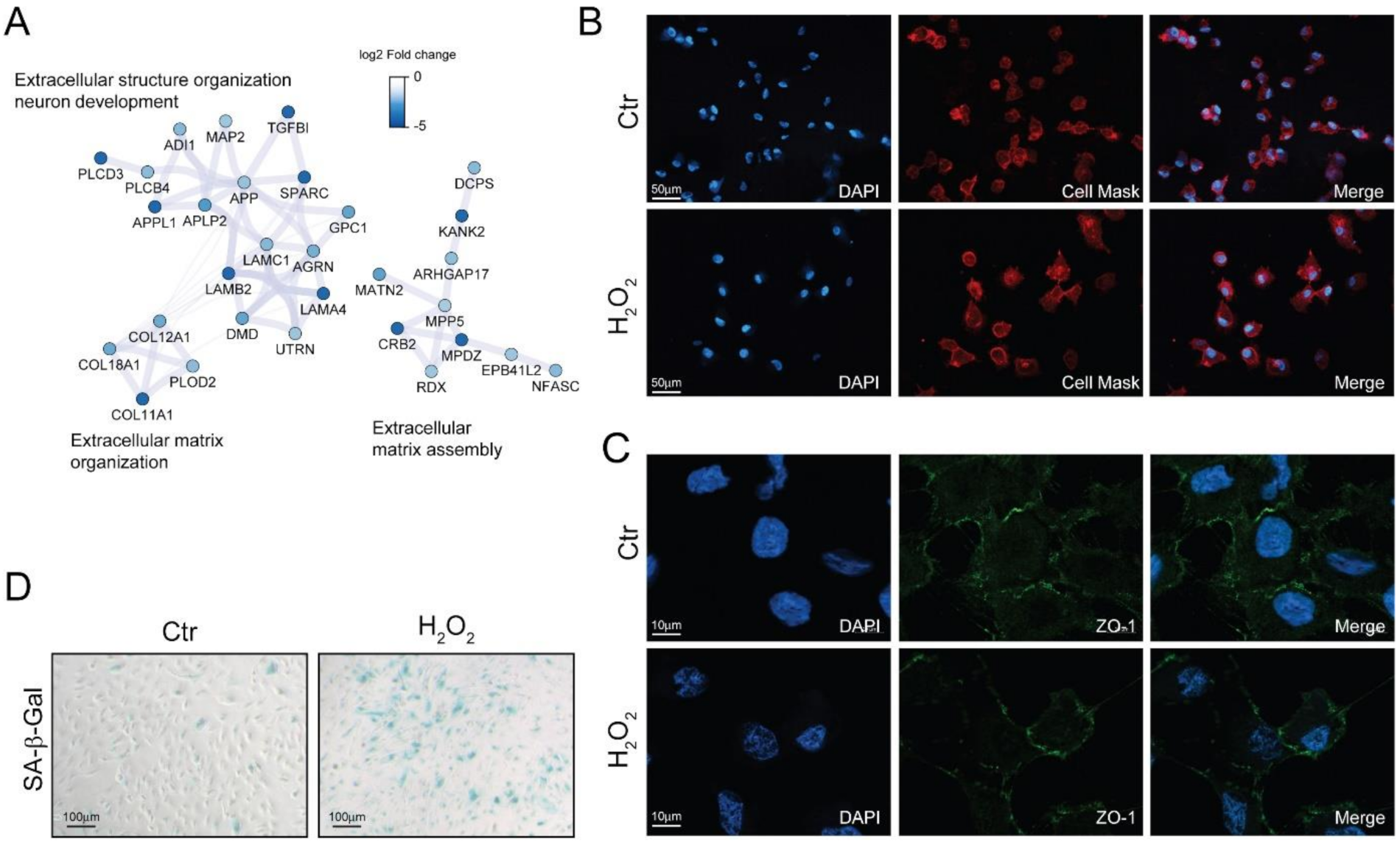 Antioxidants 10 00025 g004