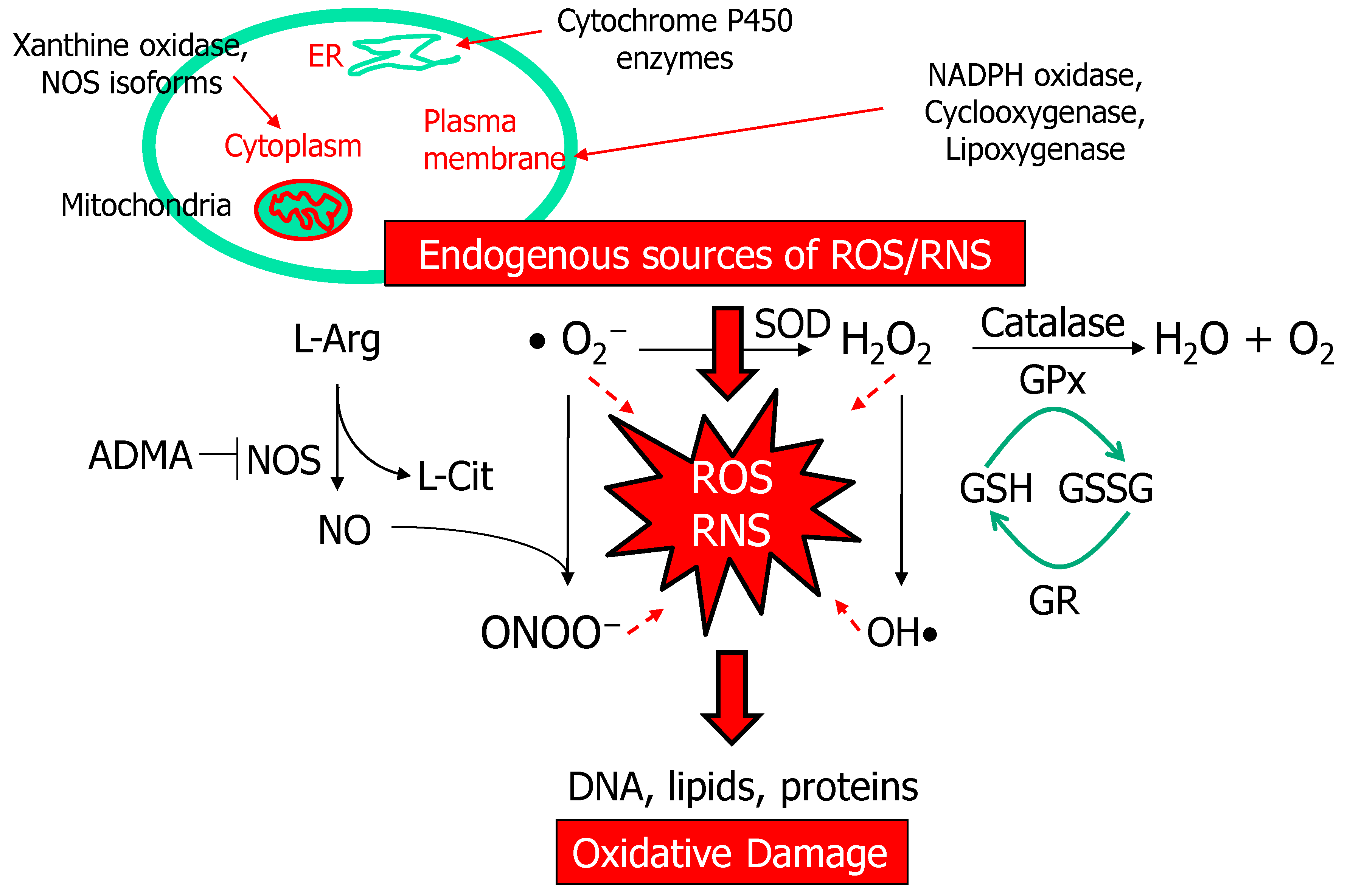 Antioxidants 10 00033 g001