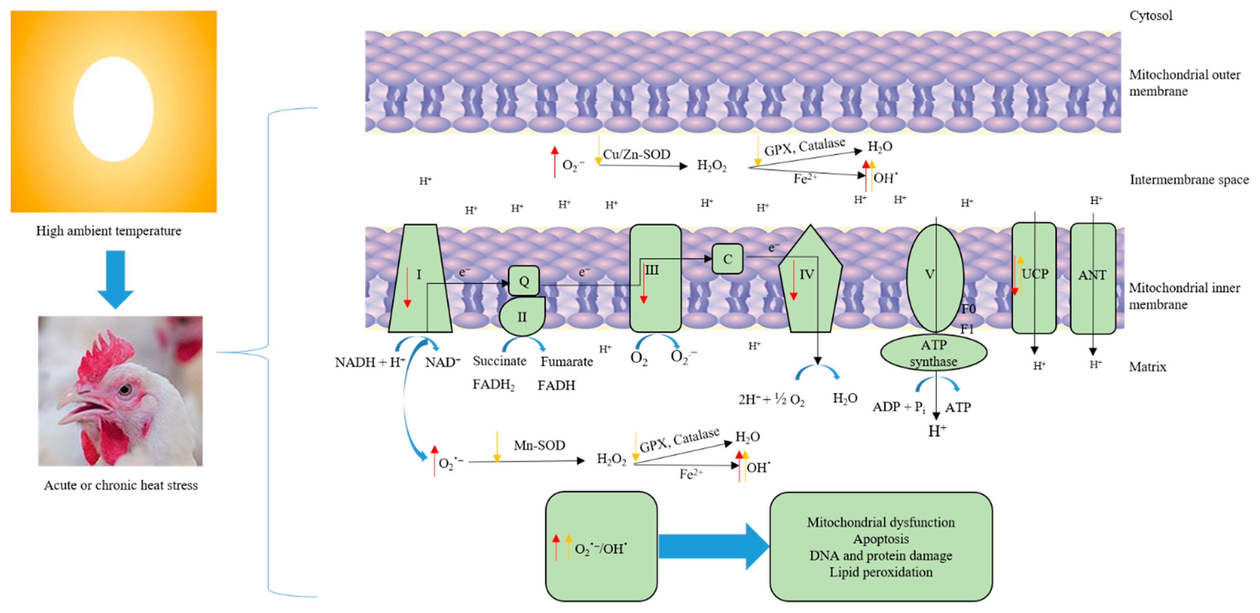 Antioxidants 10 00035 g001