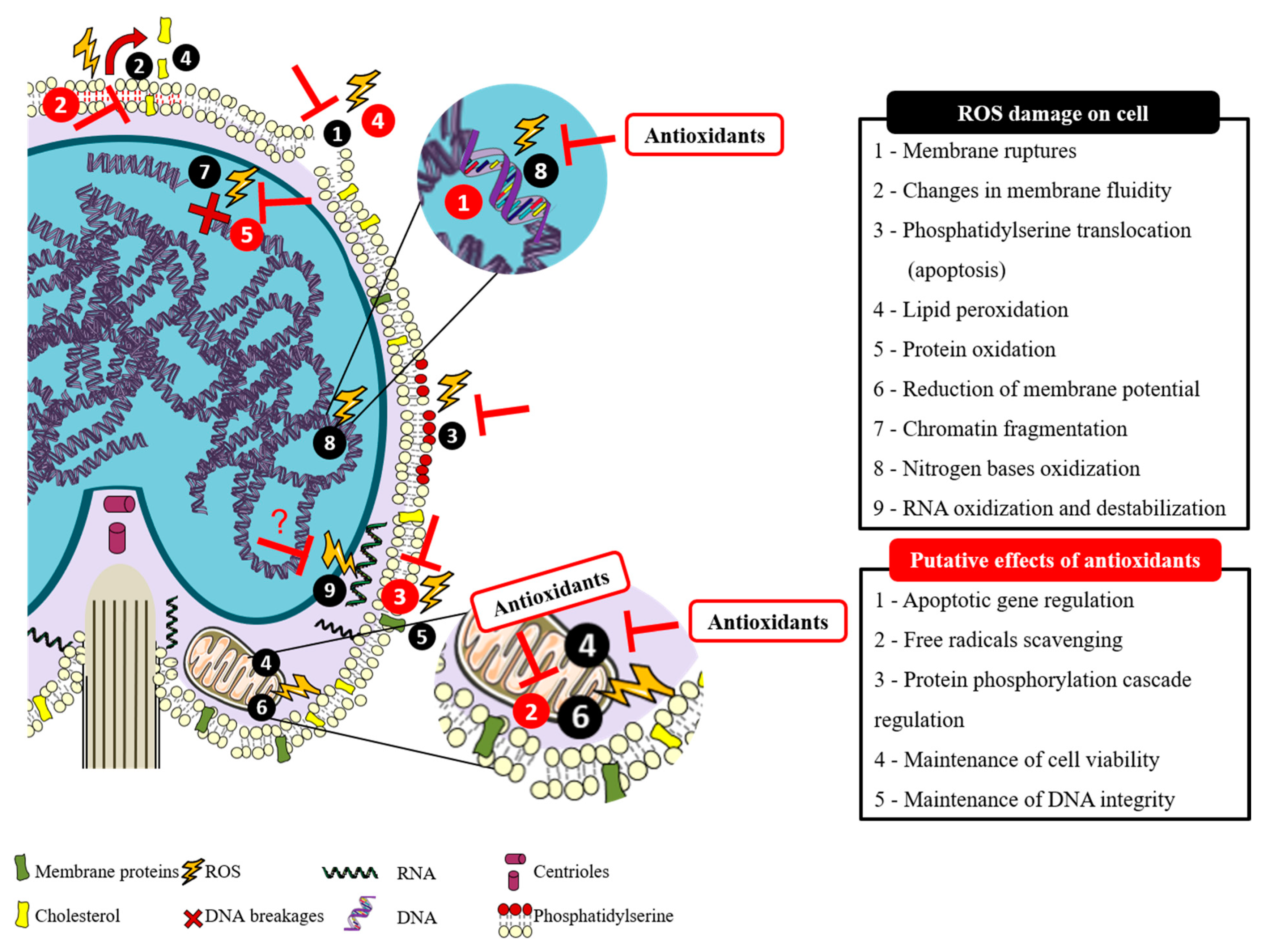Antioxidants 10 00036 g001