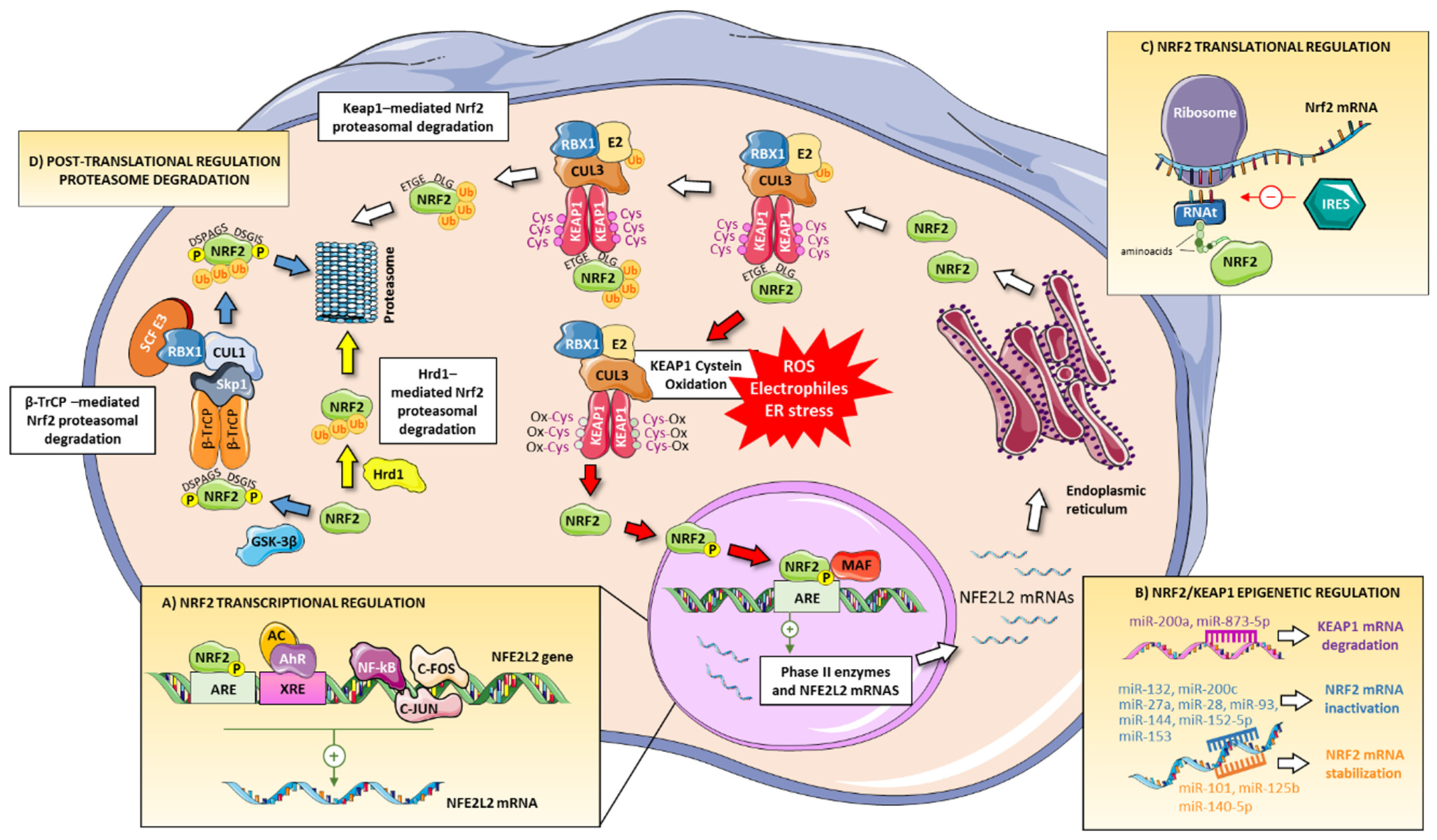Antioxidants 10 00039 g002