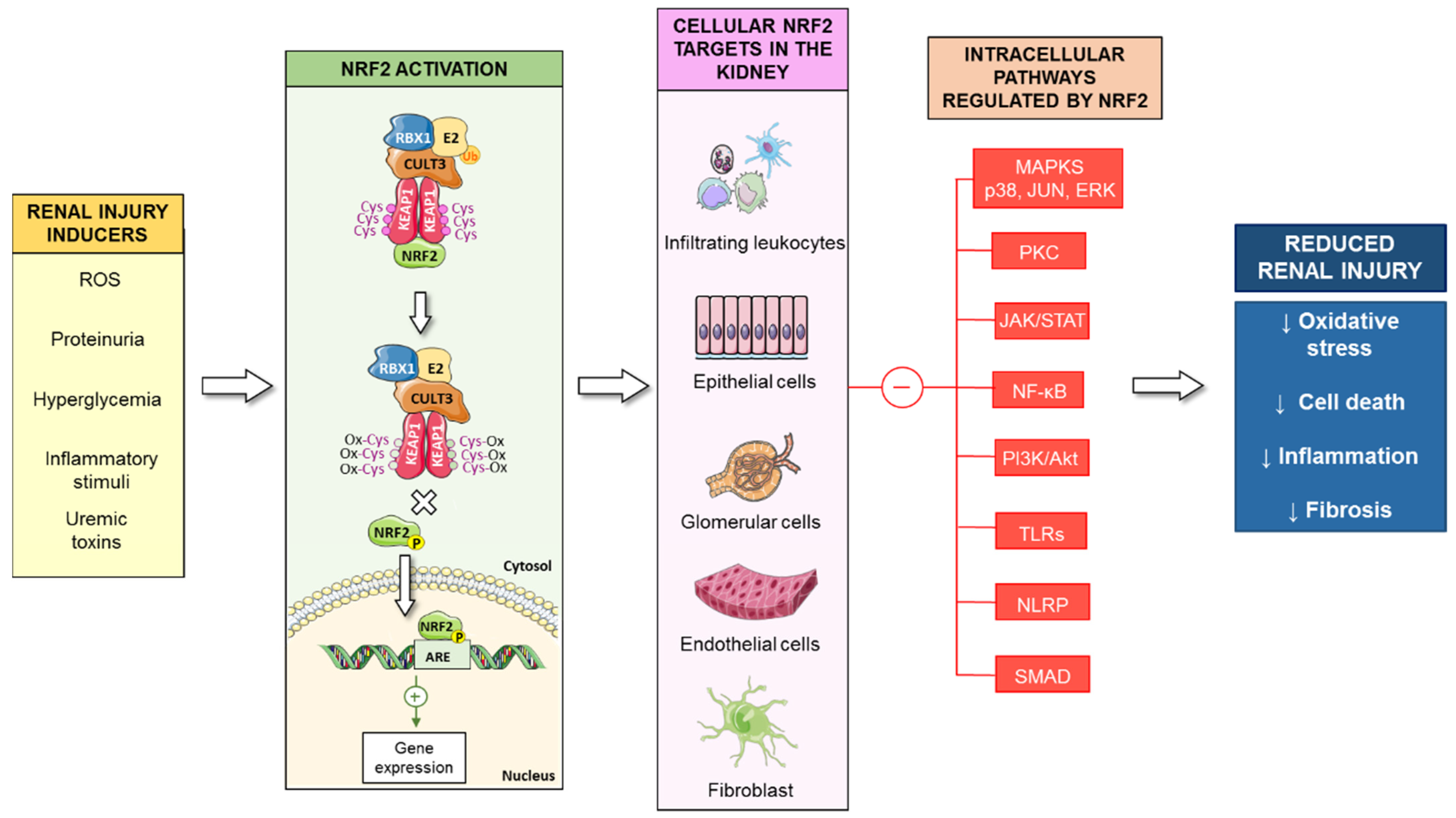 Antioxidants 10 00039 g003