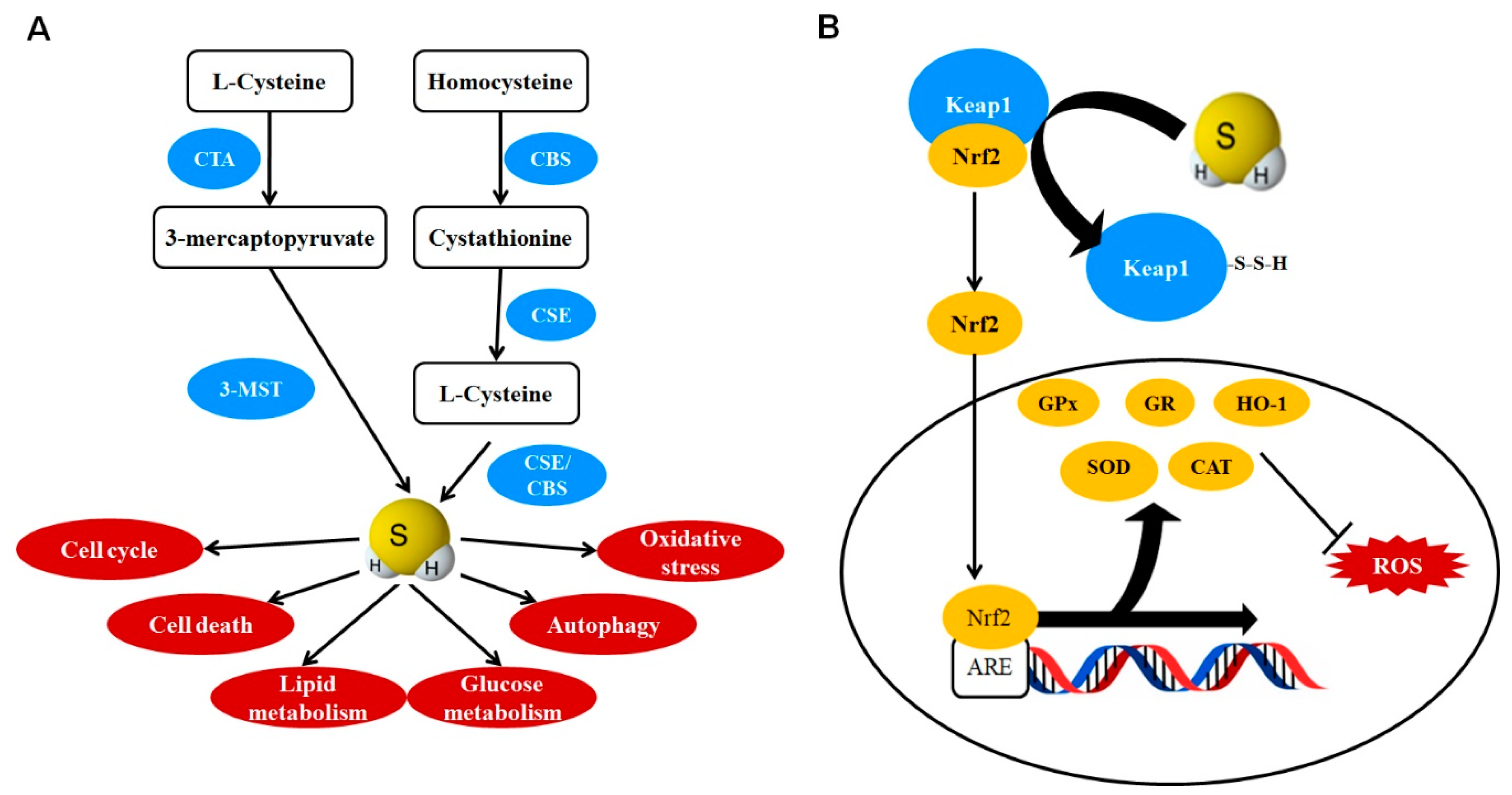 Antioxidants 10 00049 g002