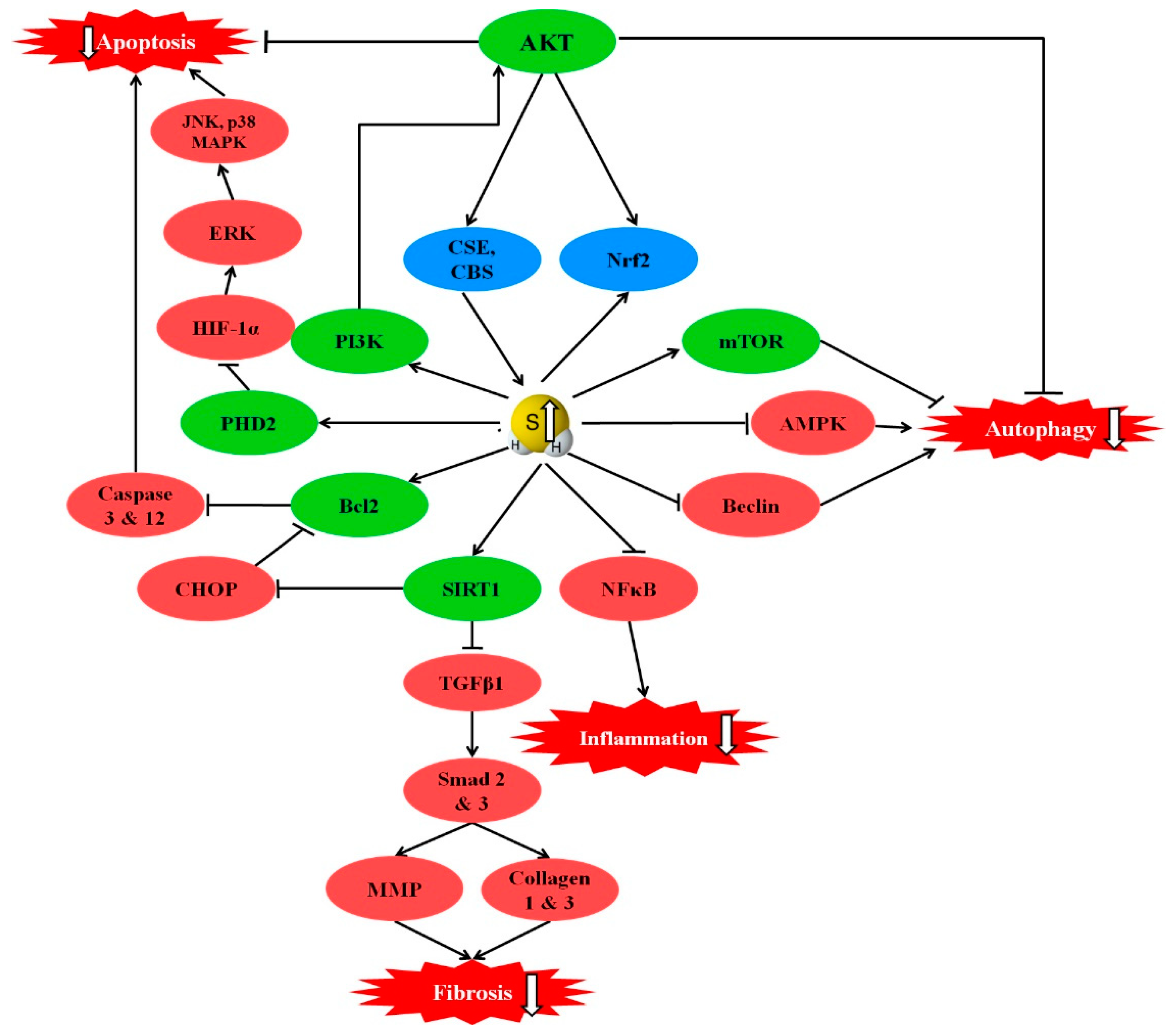 Antioxidants 10 00049 g003