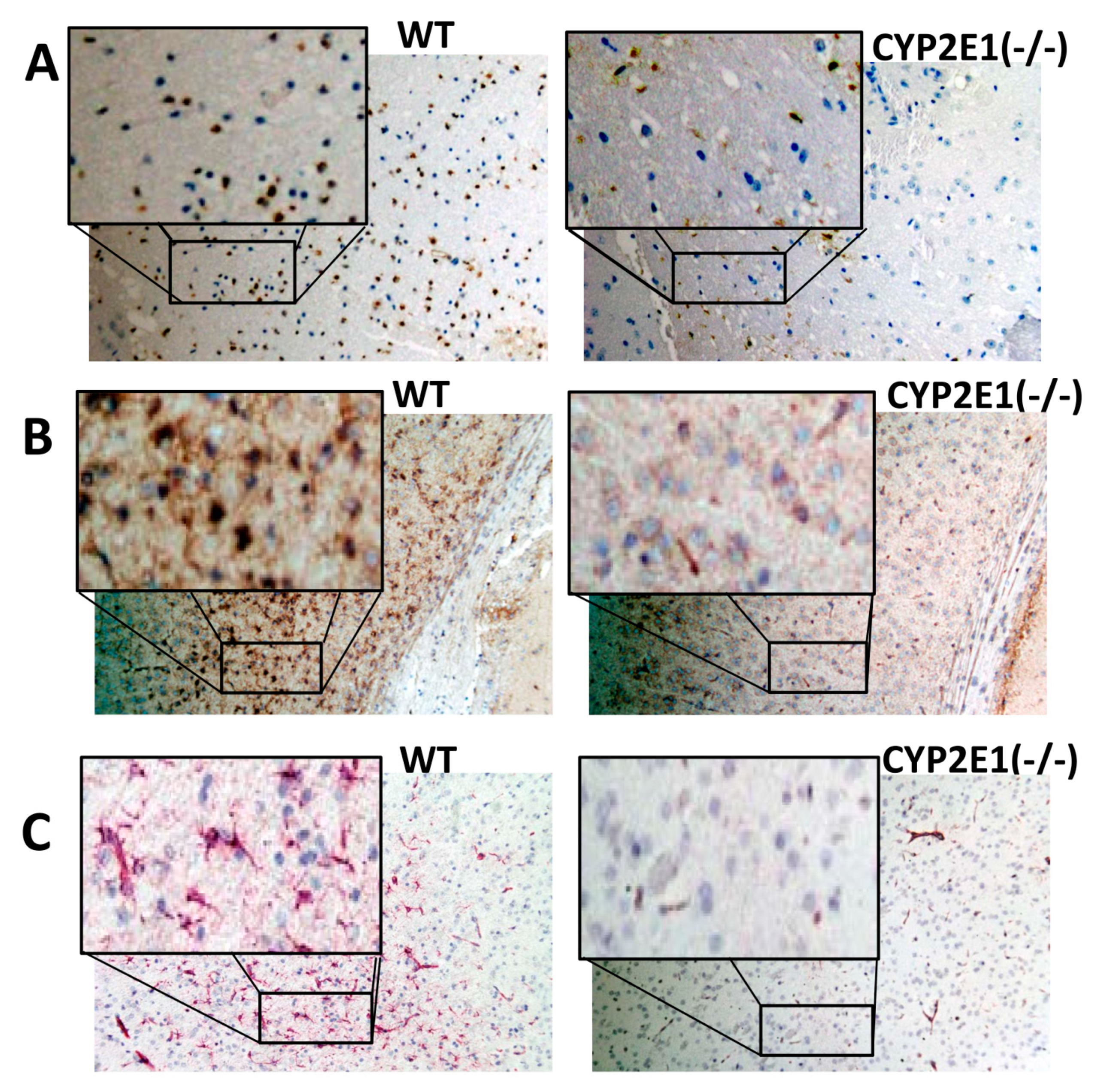 Antioxidants 10 00052 g003