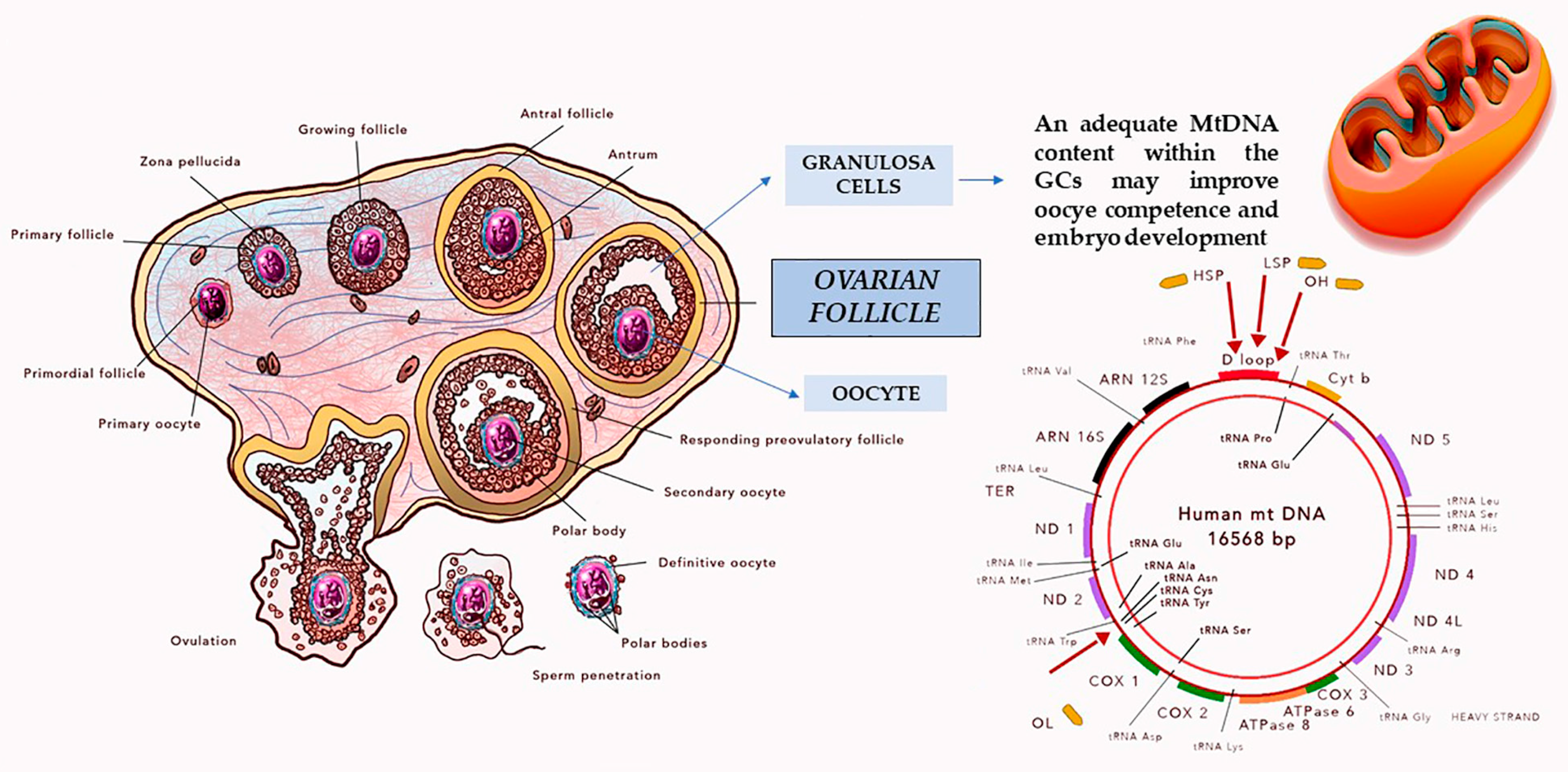 Antioxidants 10 00055 g002 Antioxidants 10 00055 g002